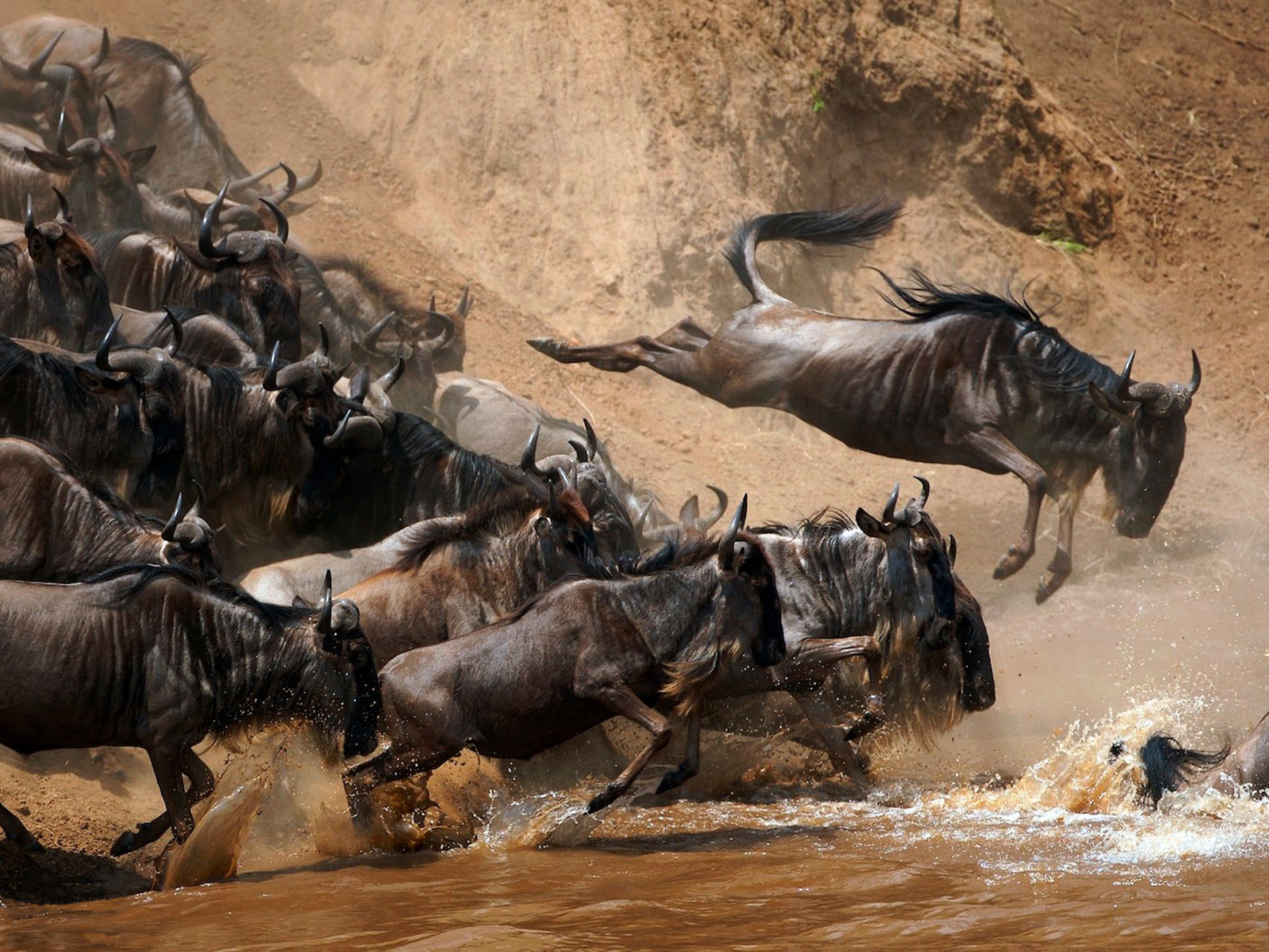 Africa, drops, rivers, Splash, Wildebeast, animal themes, group of animals