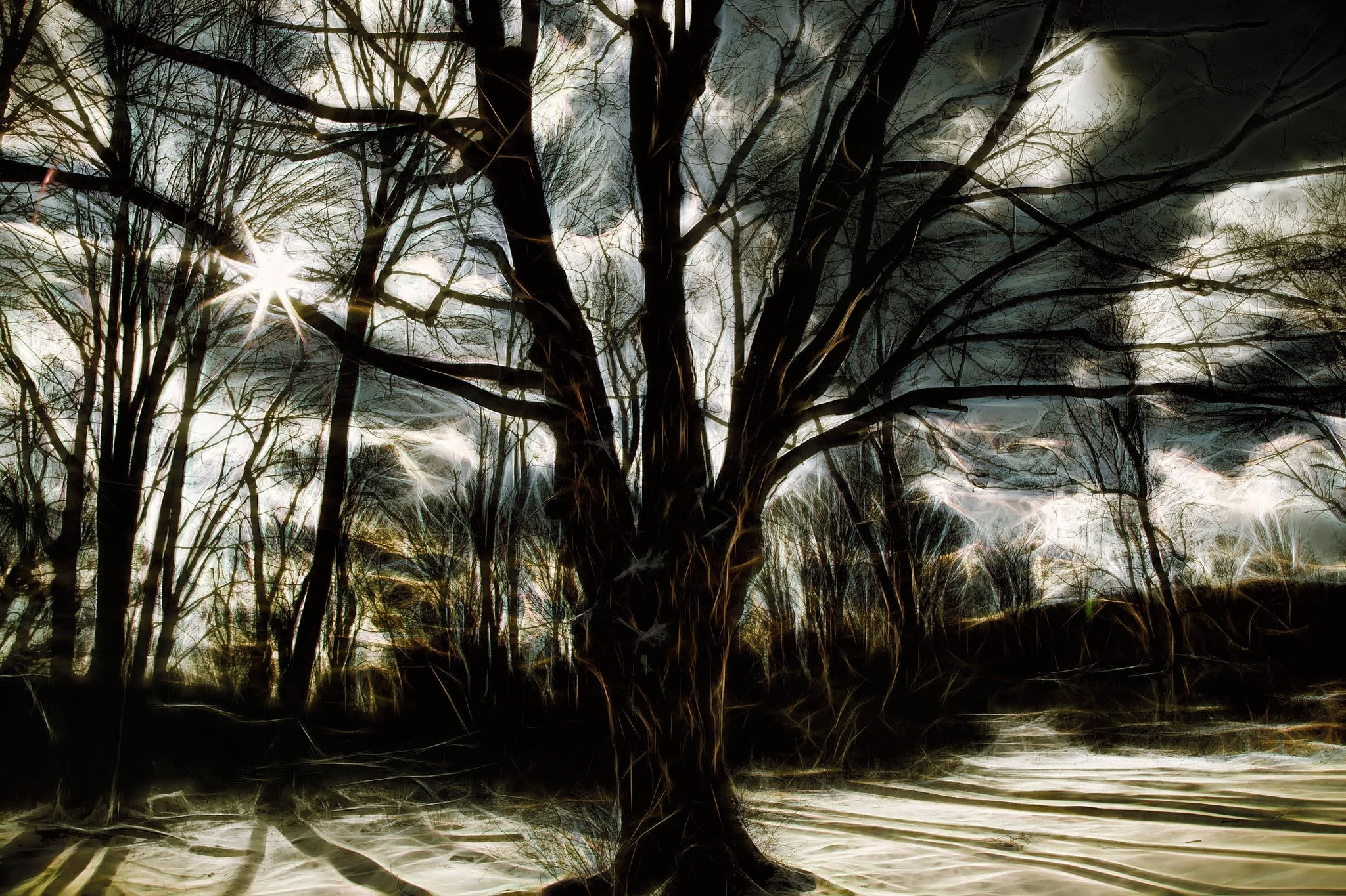 Artistic, Tree, CGI