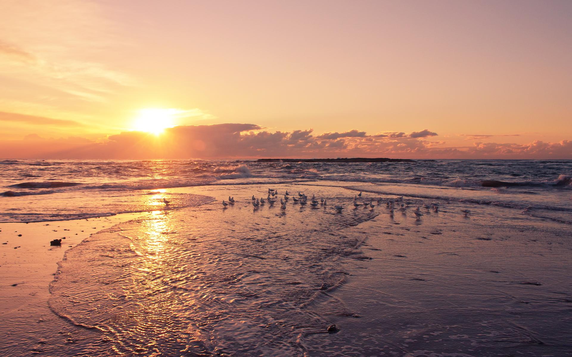 Shore Birds Basking In A Sunset, beach, waves, nature and landscapes