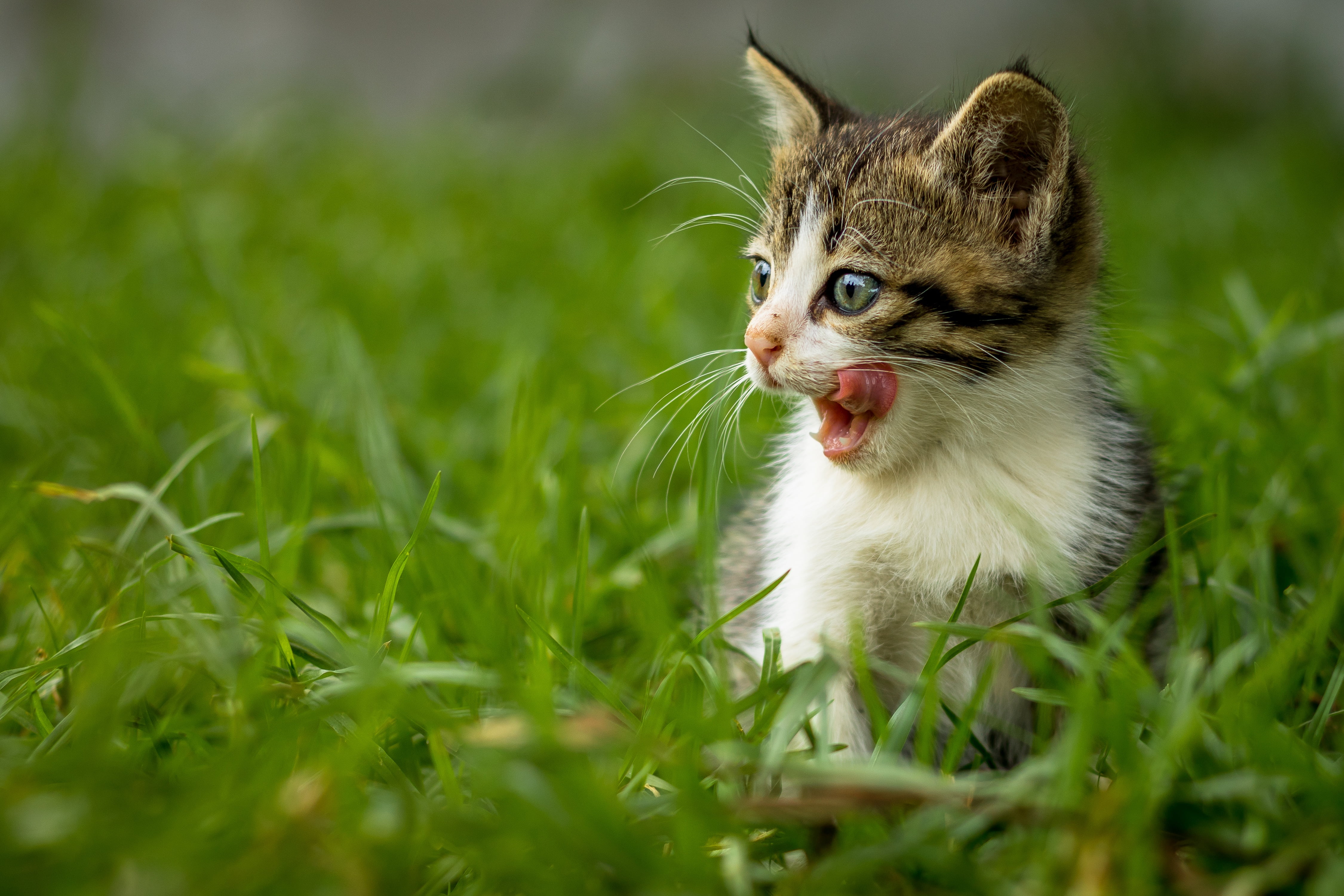grass, kitty, muzzle