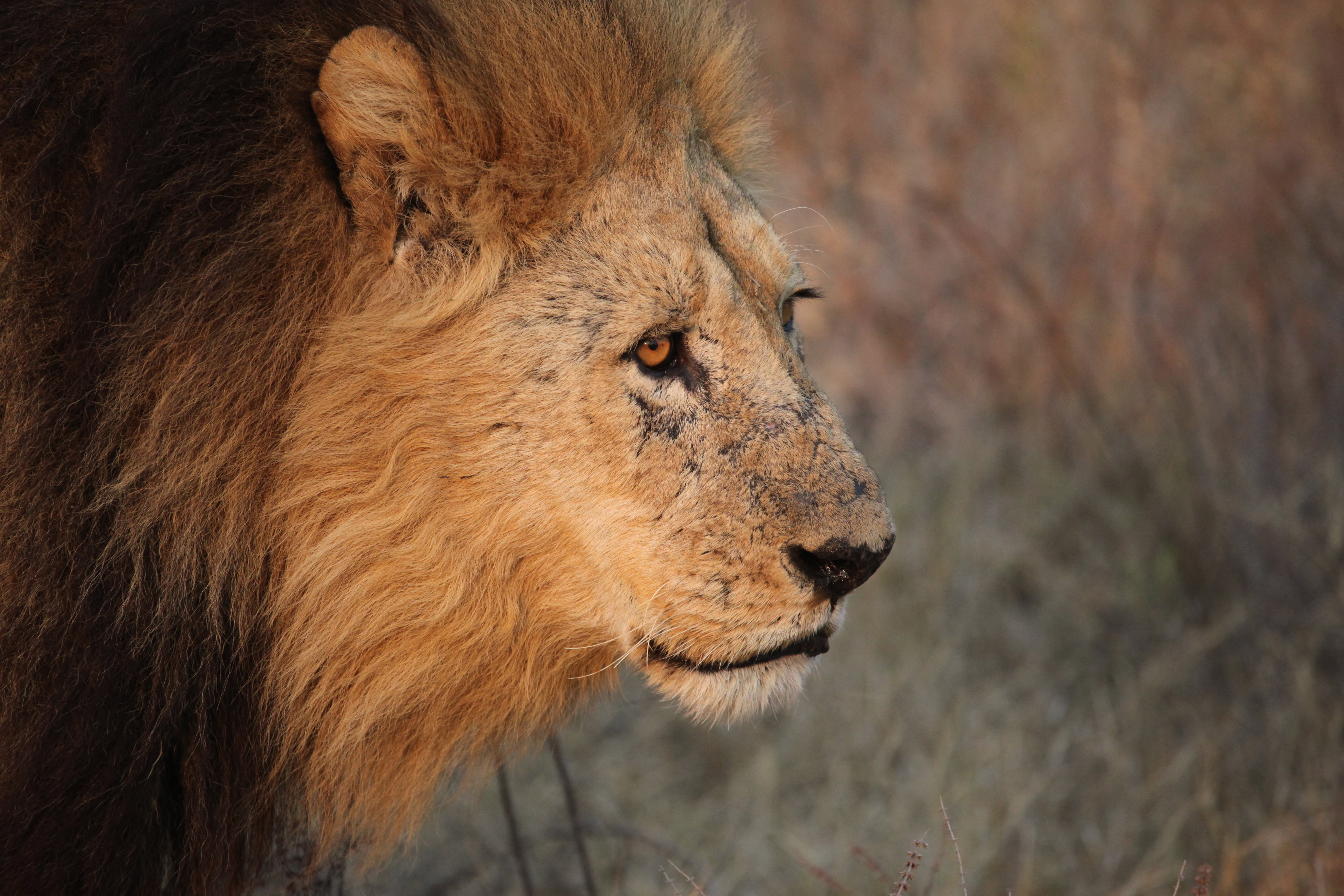 closeup photo of alpha male lion during daytime, Battle, Face