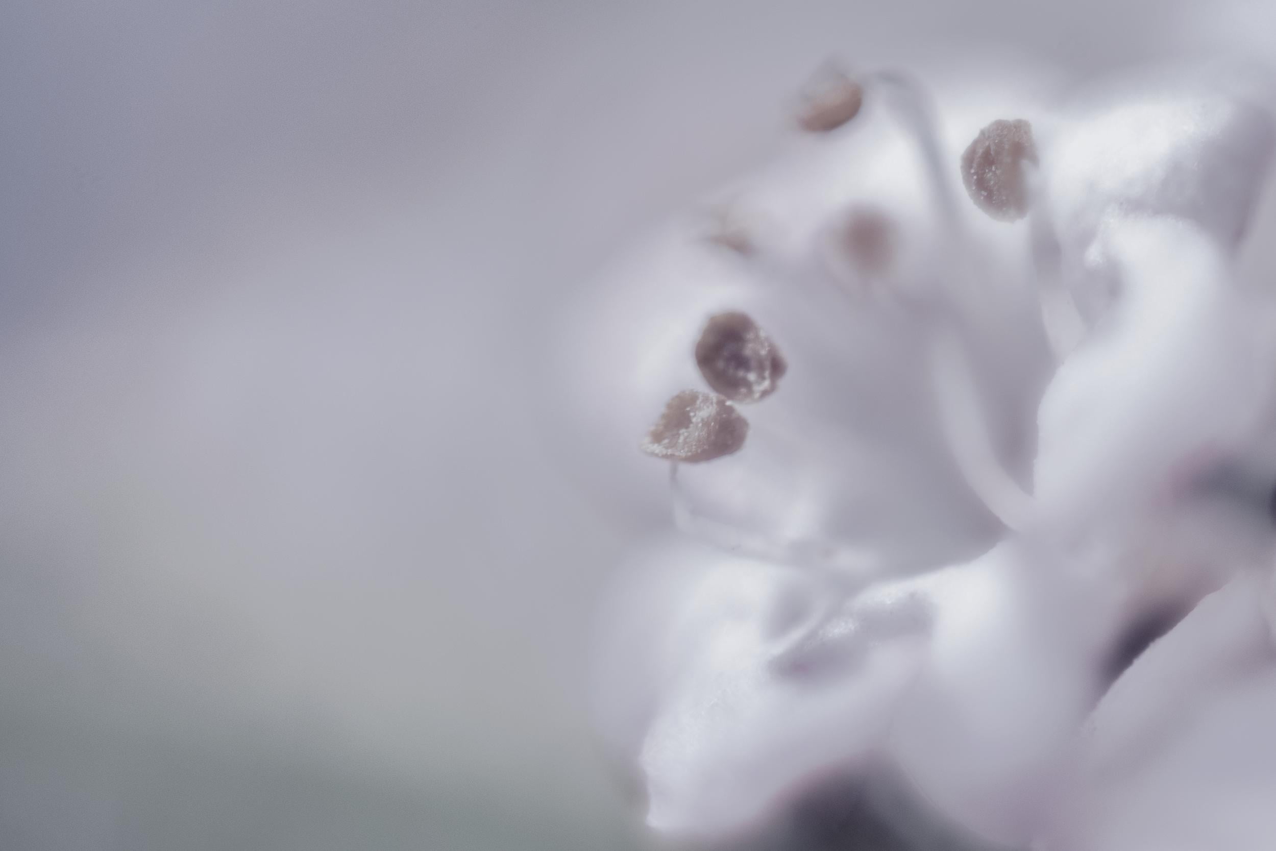 macro photography of white flower during daytime, Ses, mes, fleurs