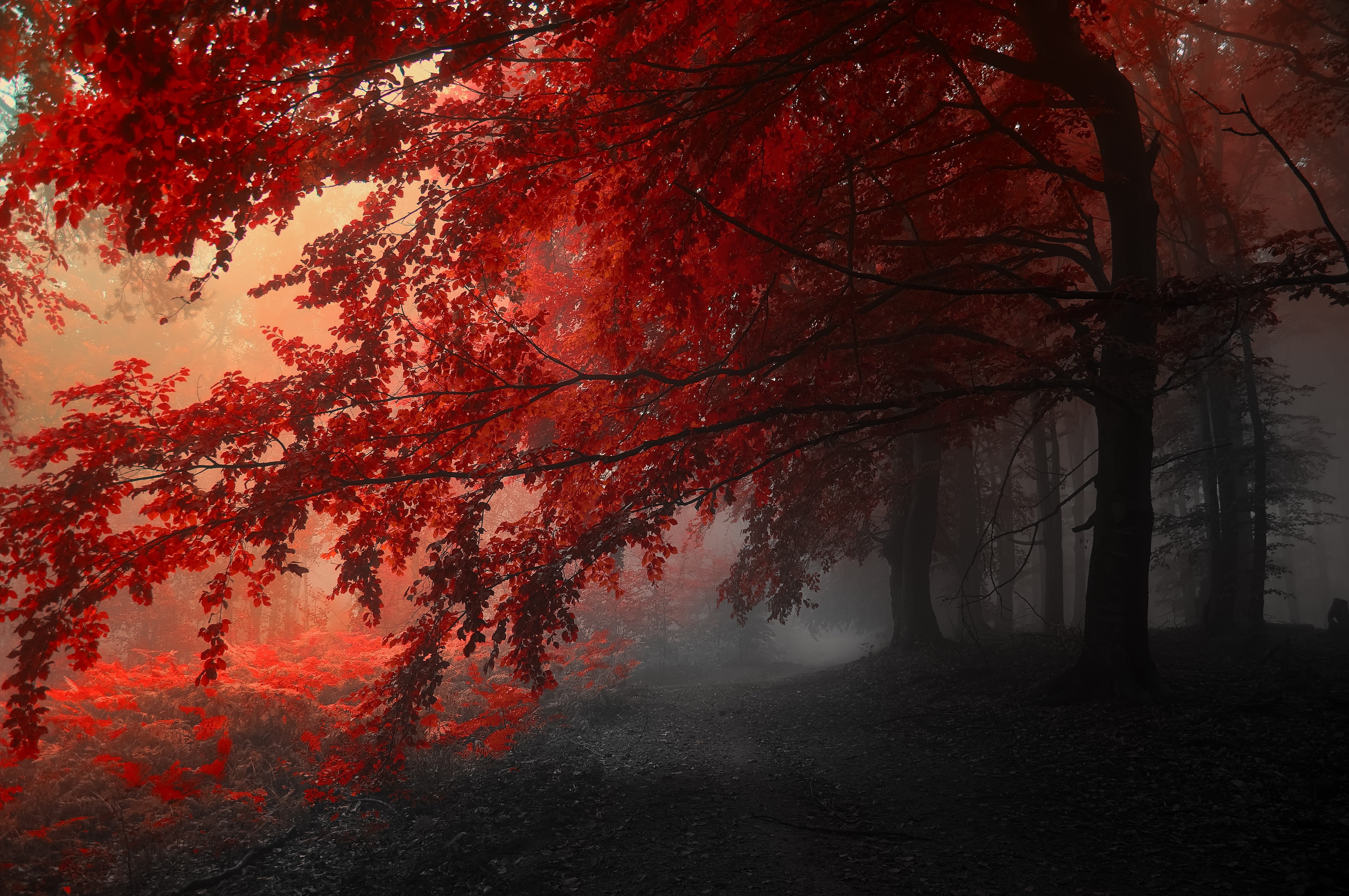 red leafed tree, autumn, fog, landscape, road, trees