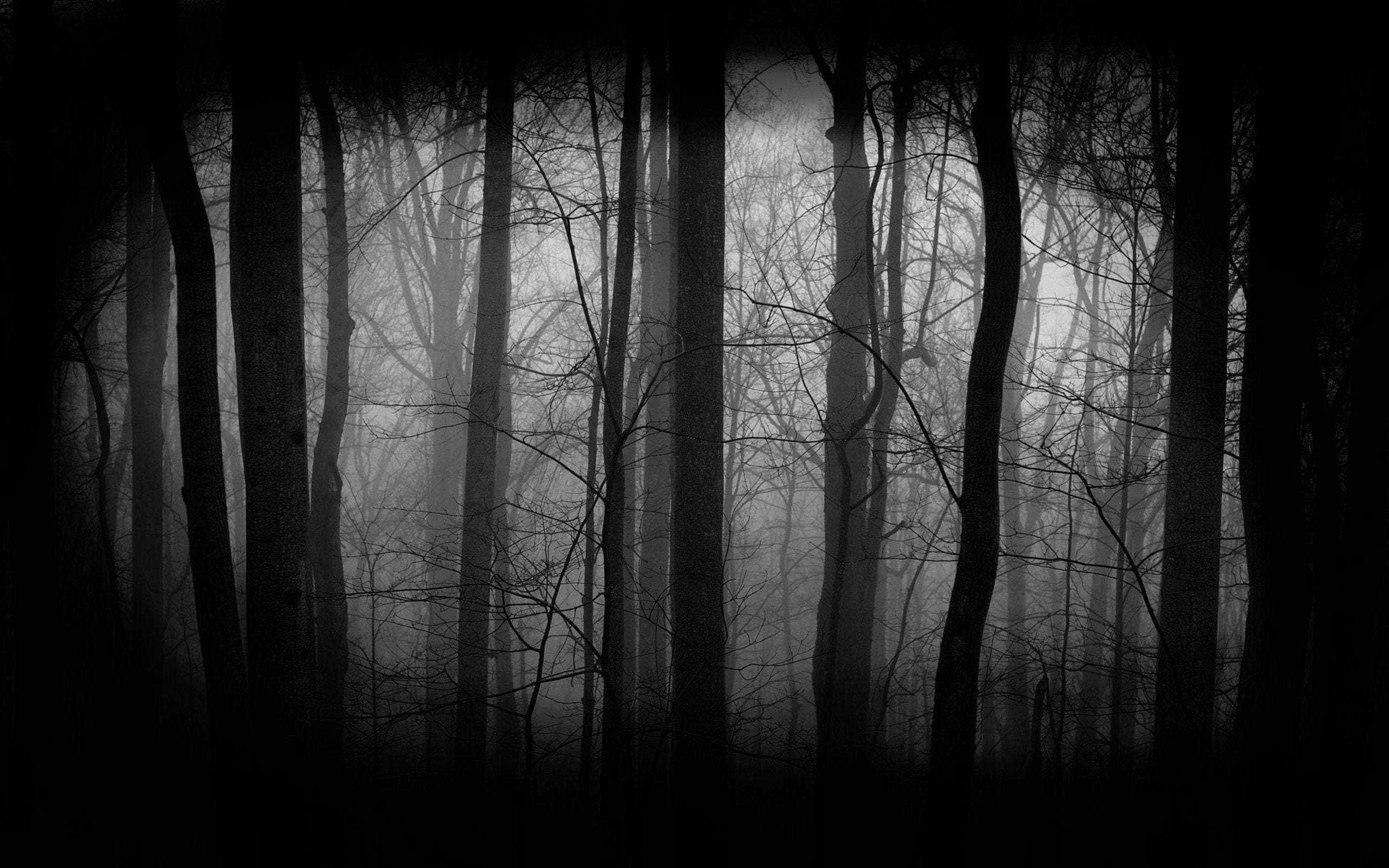 creepy, Dark, Evil, horror, scary, spooky, tree, forest, plant