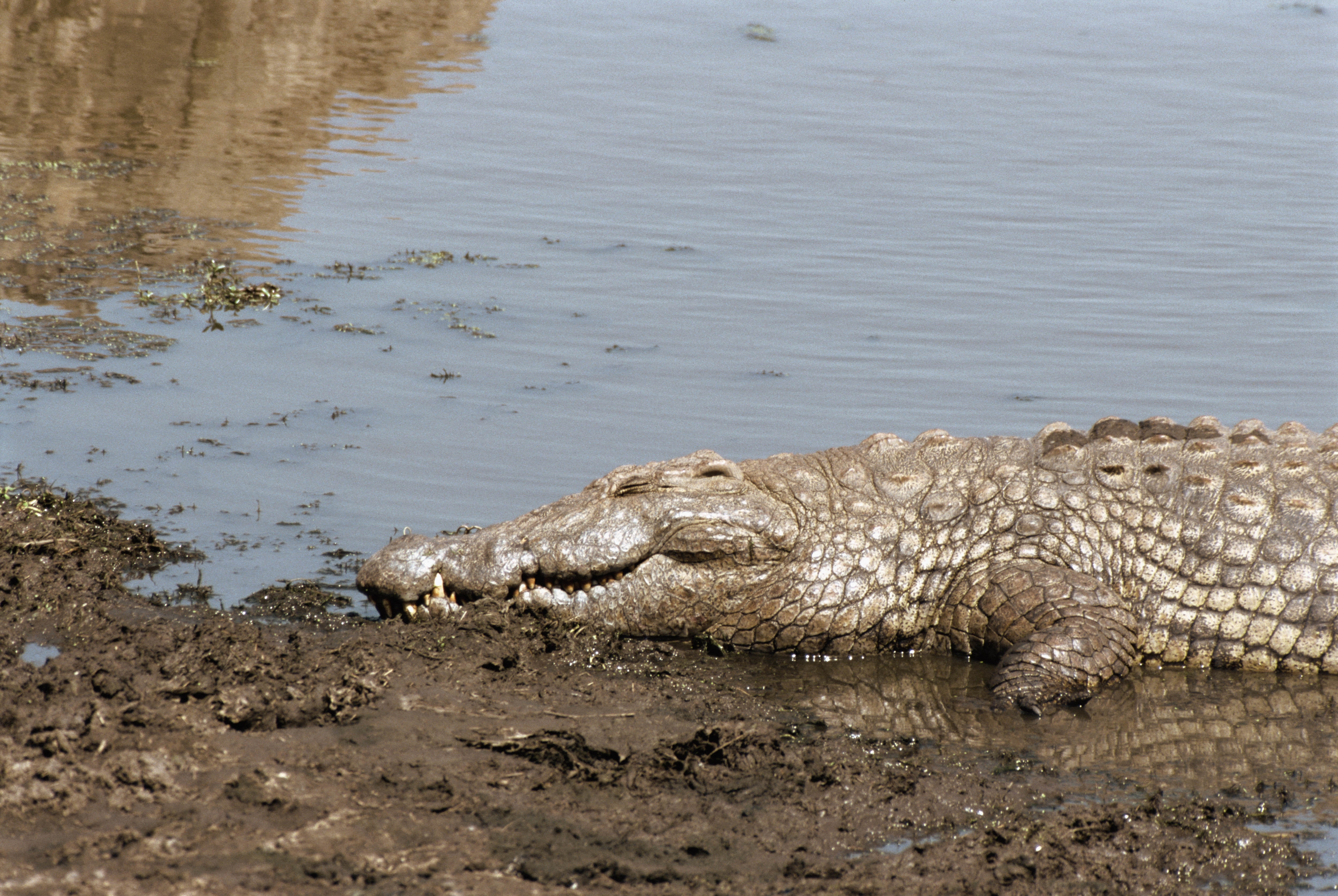 gray crocodile, shore, water, tanning, sun, animal, reptile, wildlife