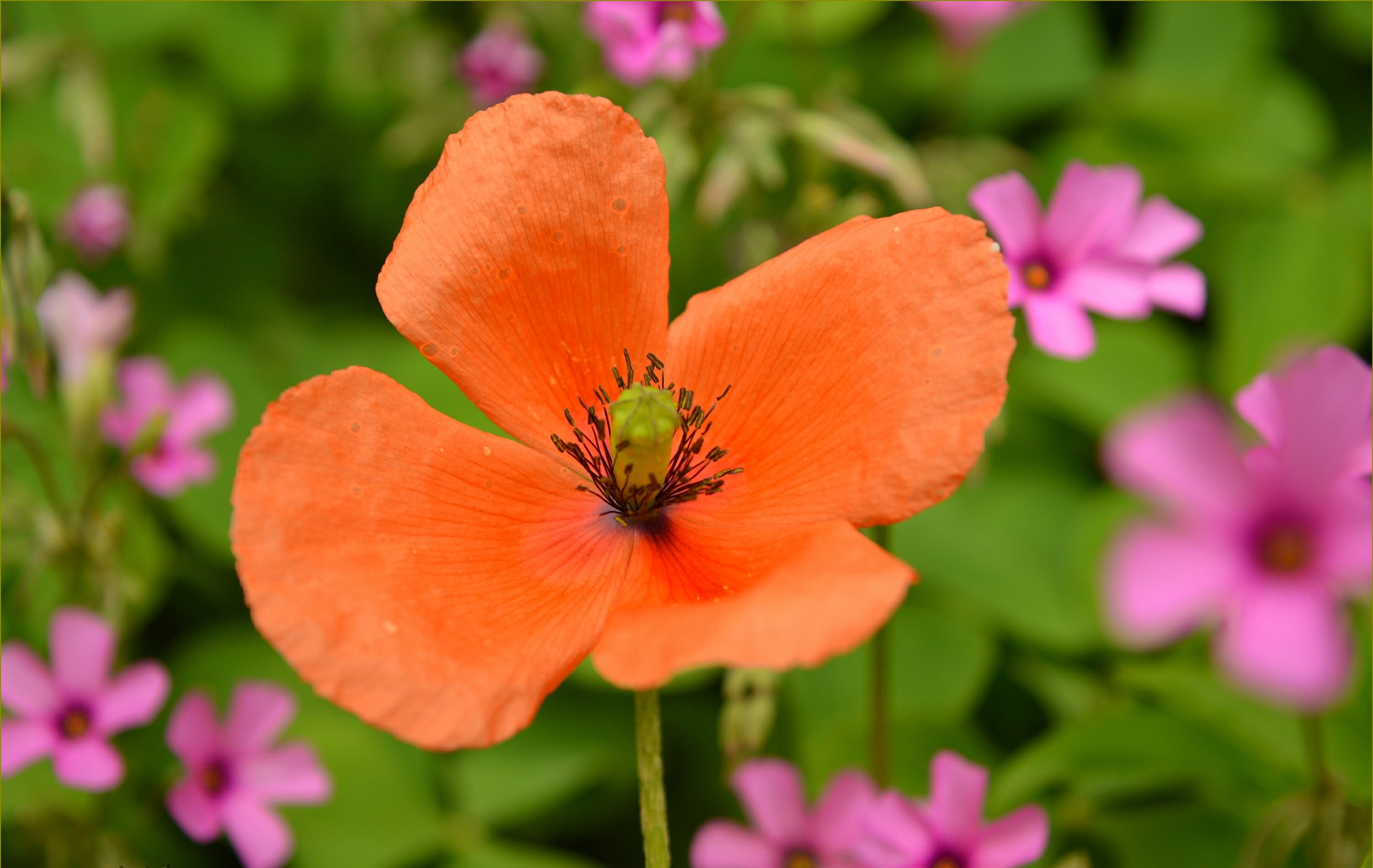 Macro, Spring, Poppy
