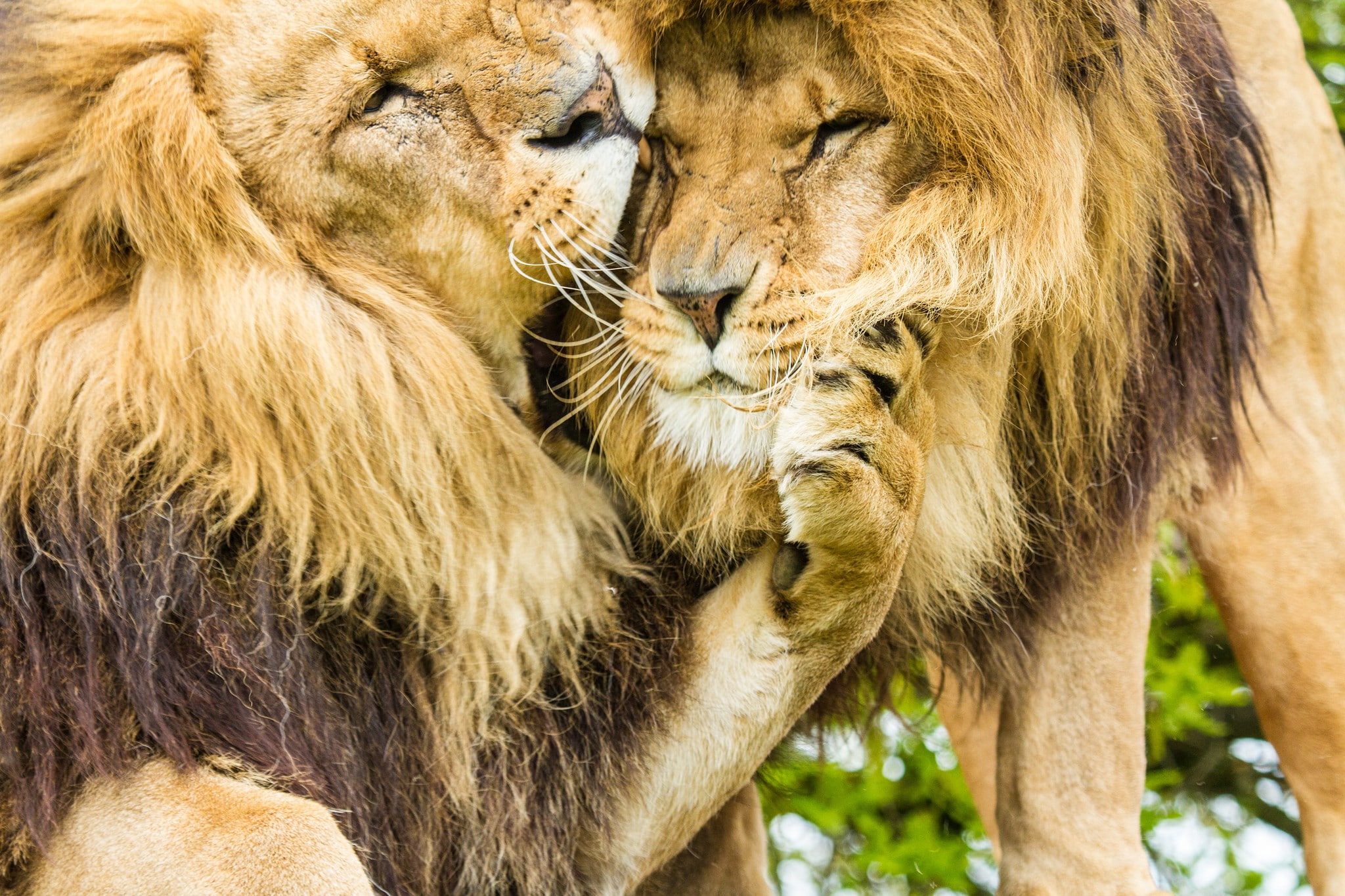 Lion brothers, lions, cats, mane
