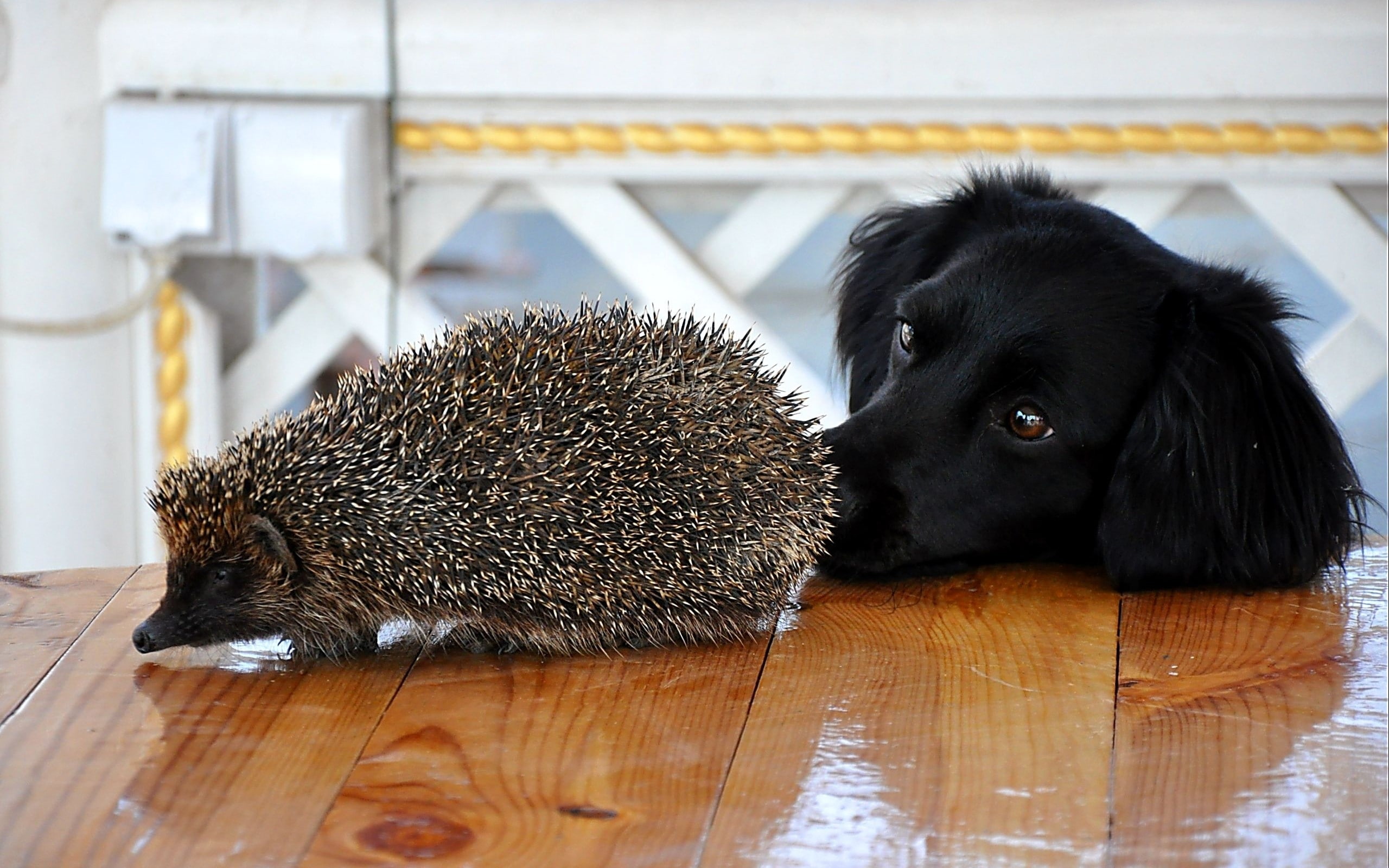 dog, hedgehog