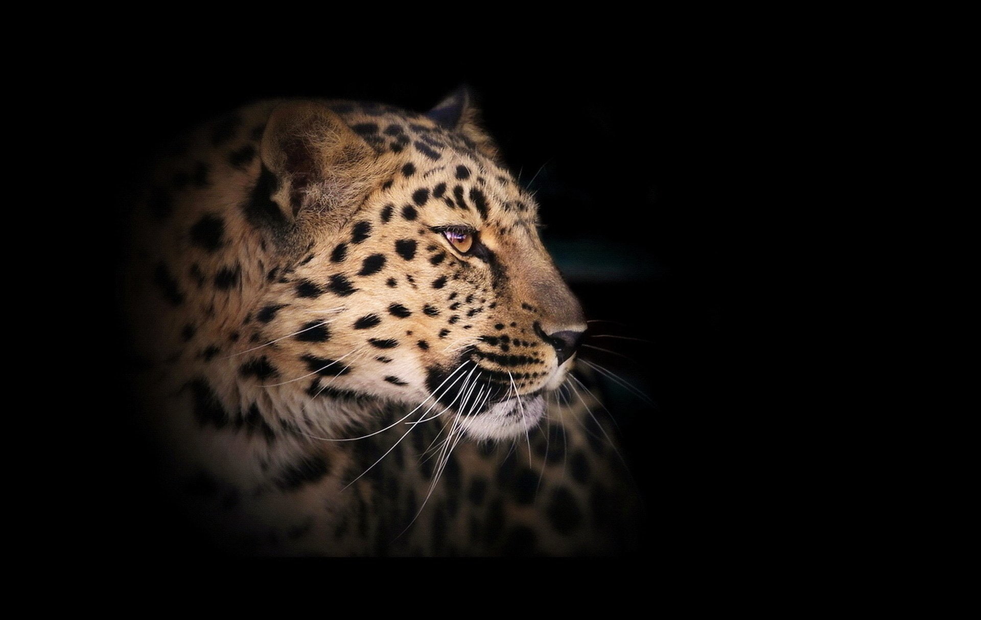 Cats, Leopard