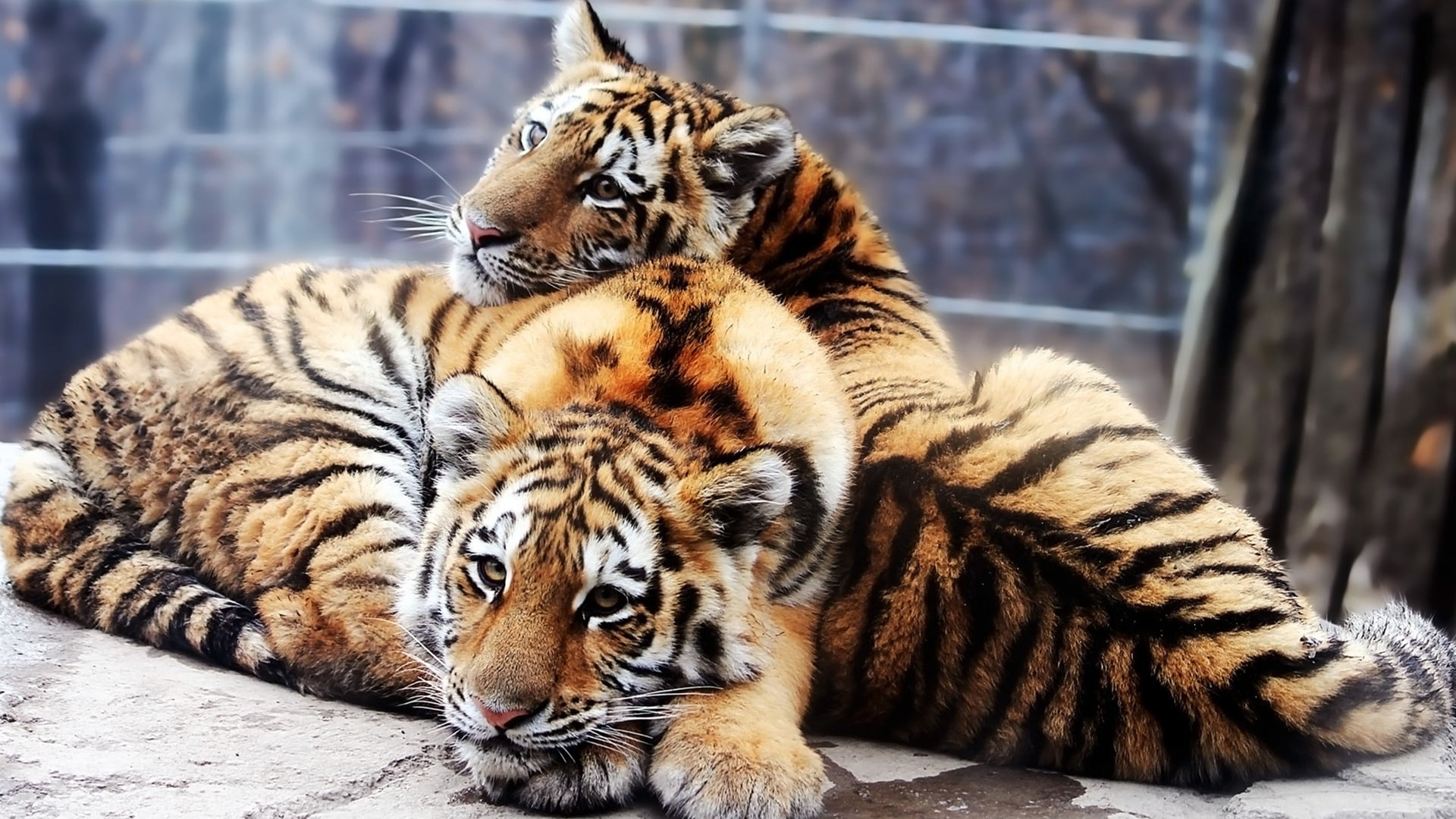 big cat, tiger, feline, animal, predator, wildlife, mammal