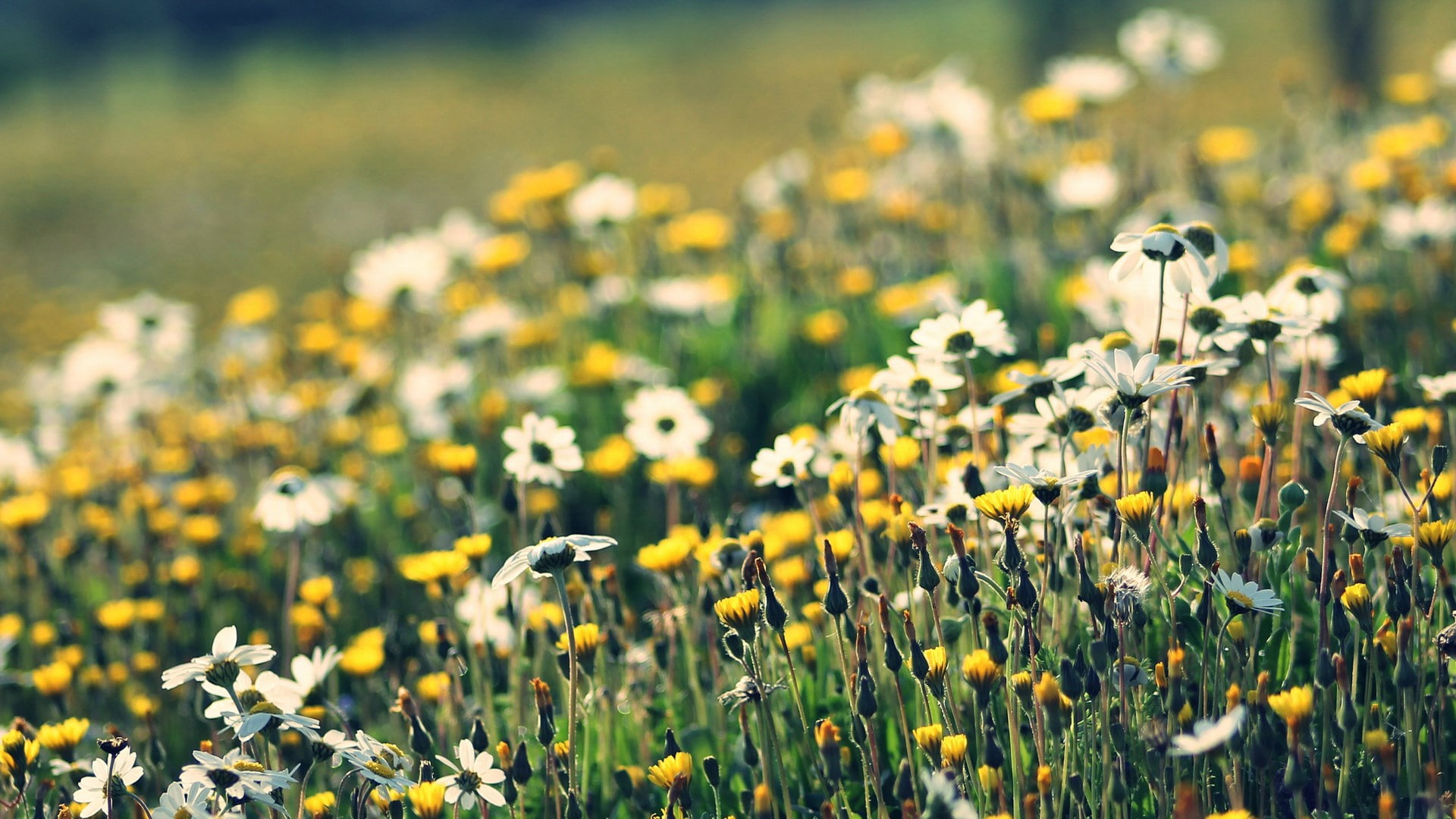 daisy