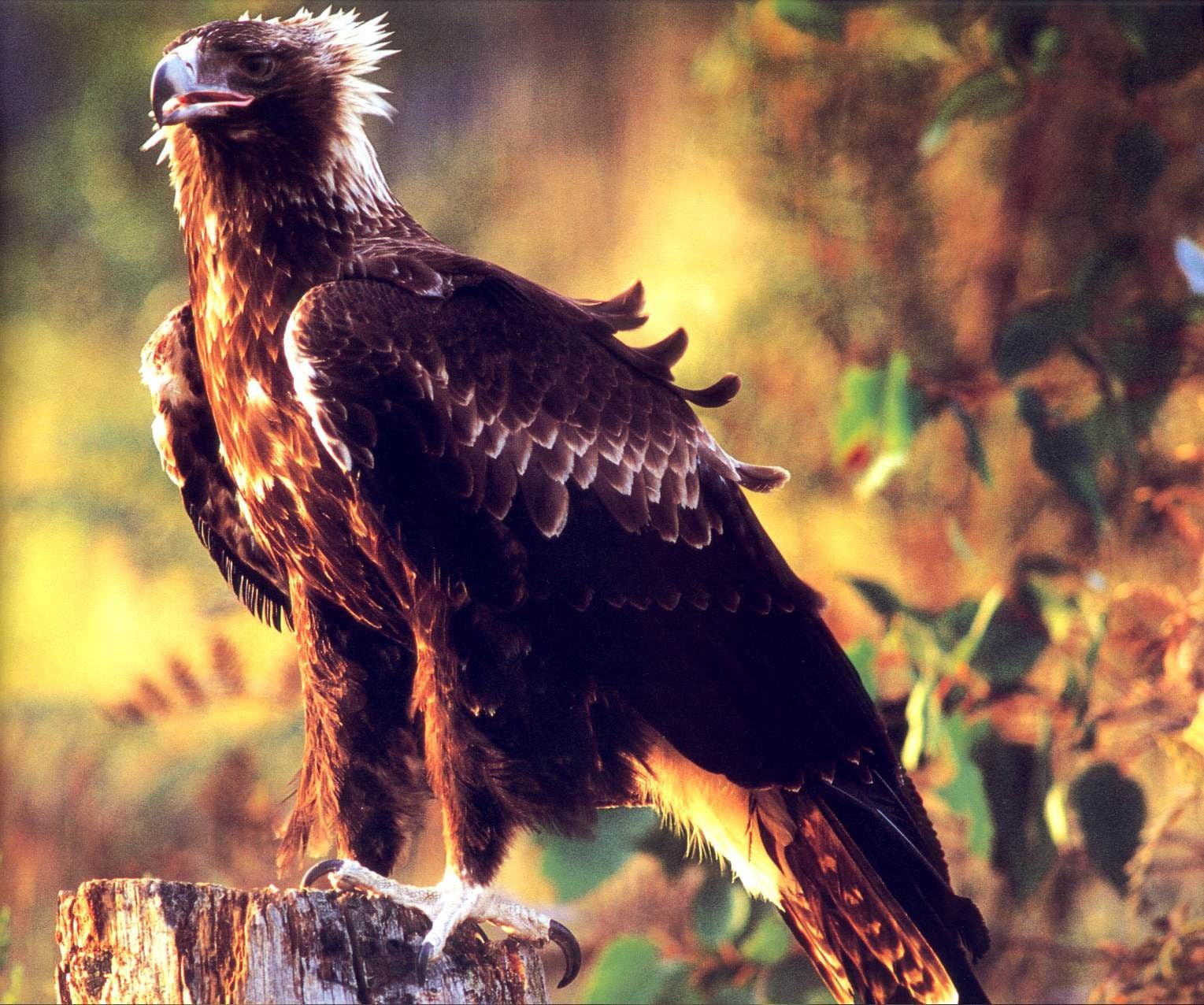 wedge tailed eagle