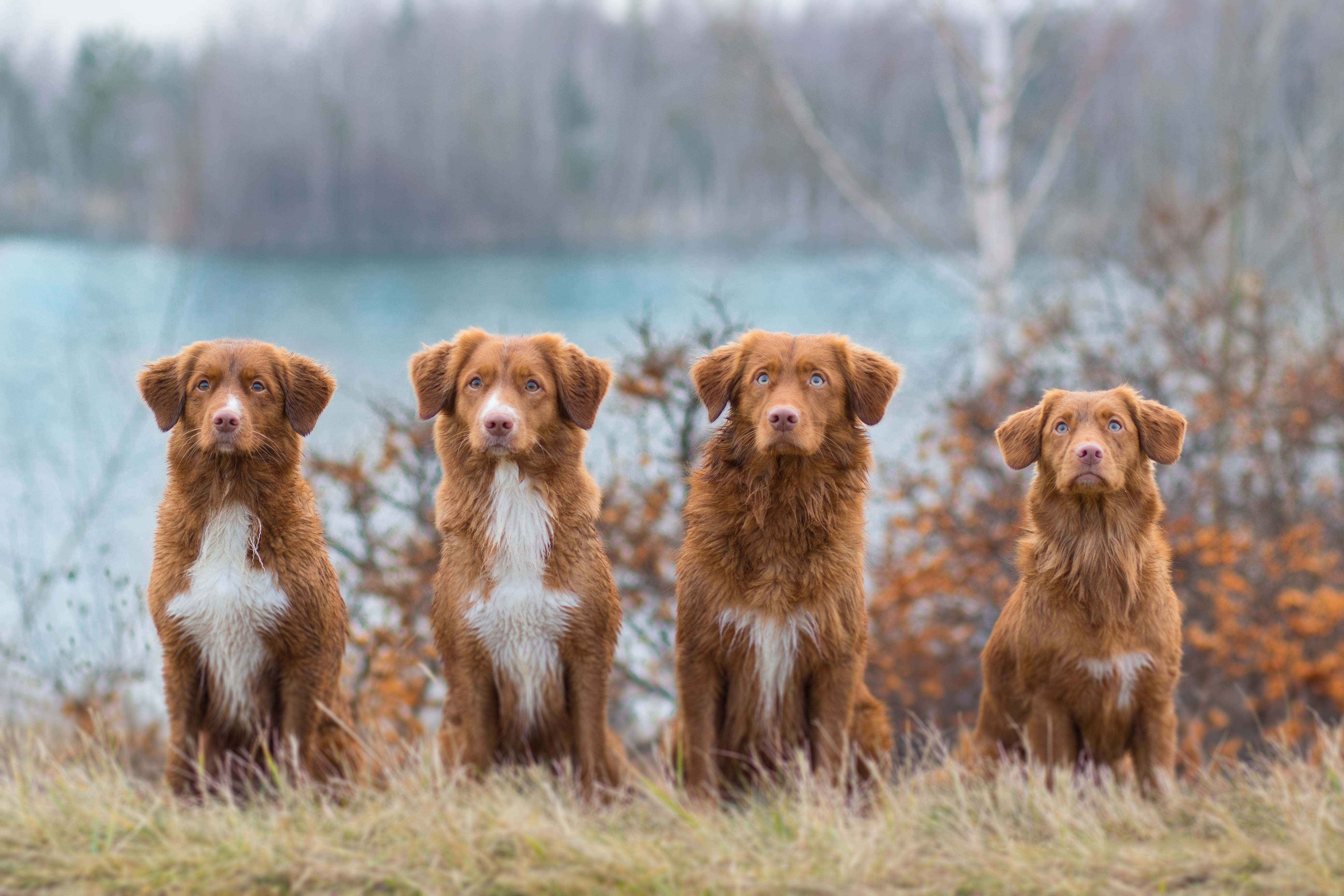 autumn, dogs, grass, look, nature, shore, red, company, friends