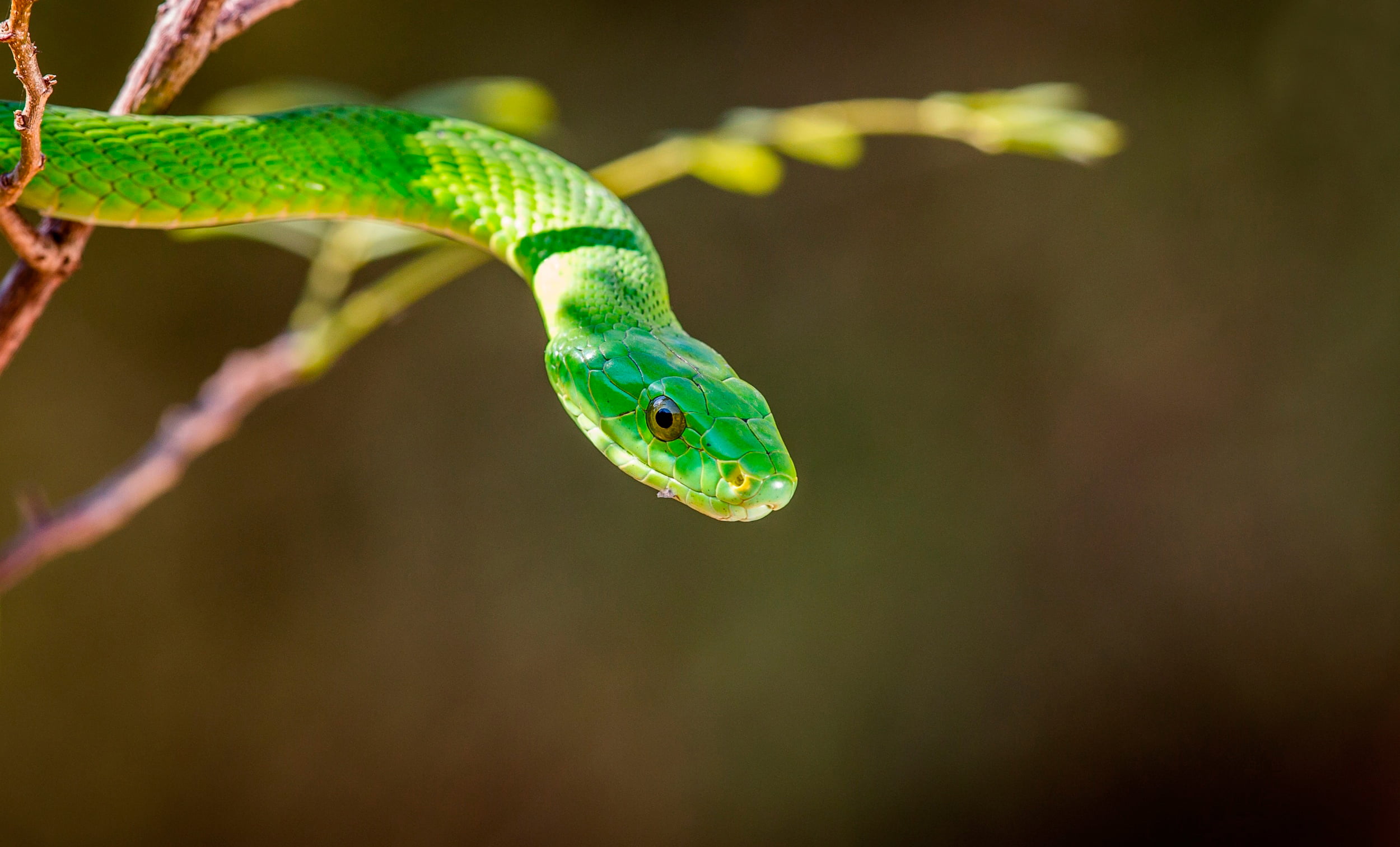 green snake, Green mamba, one animal, reptile, animal wildlife