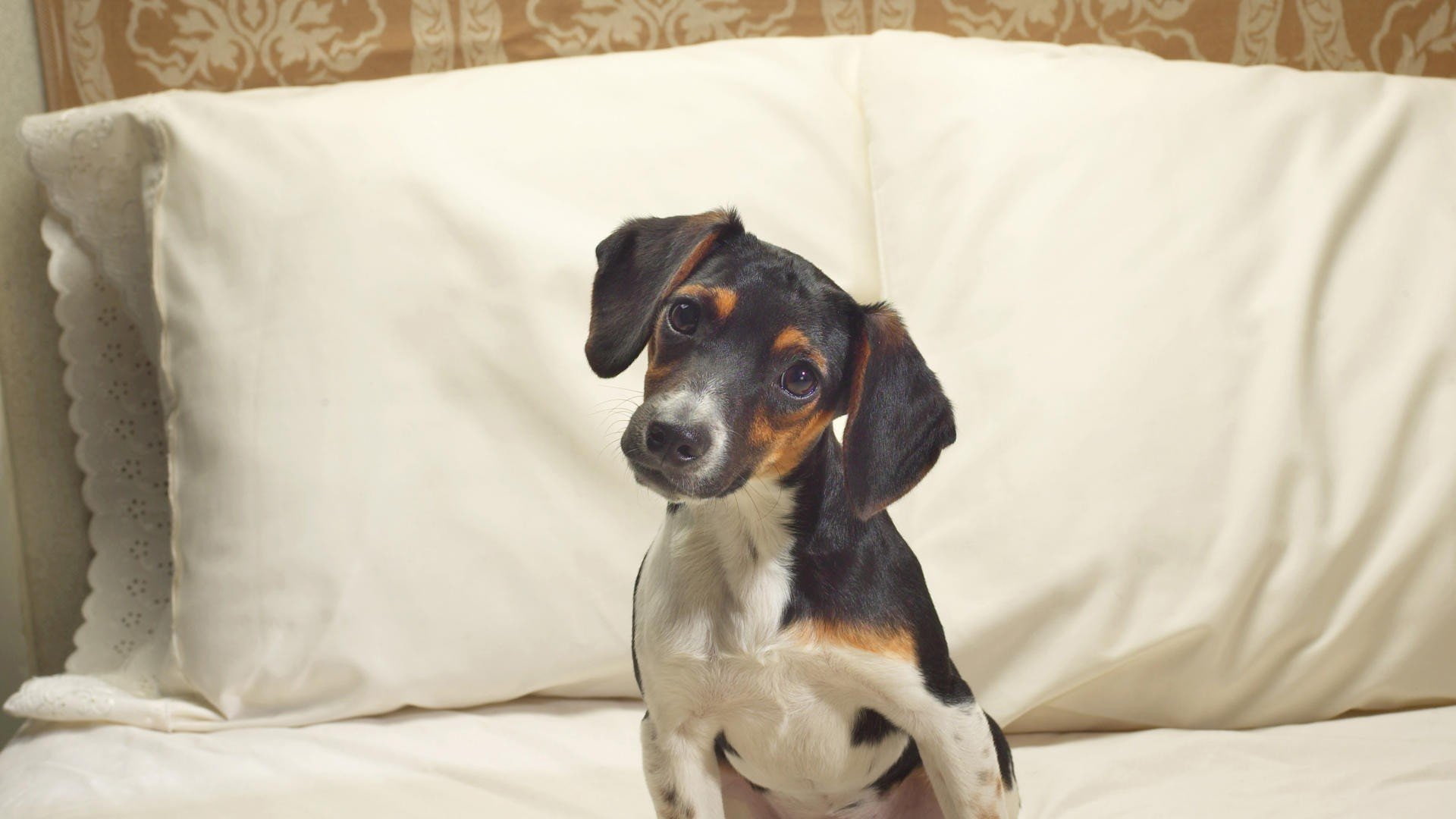 beagle