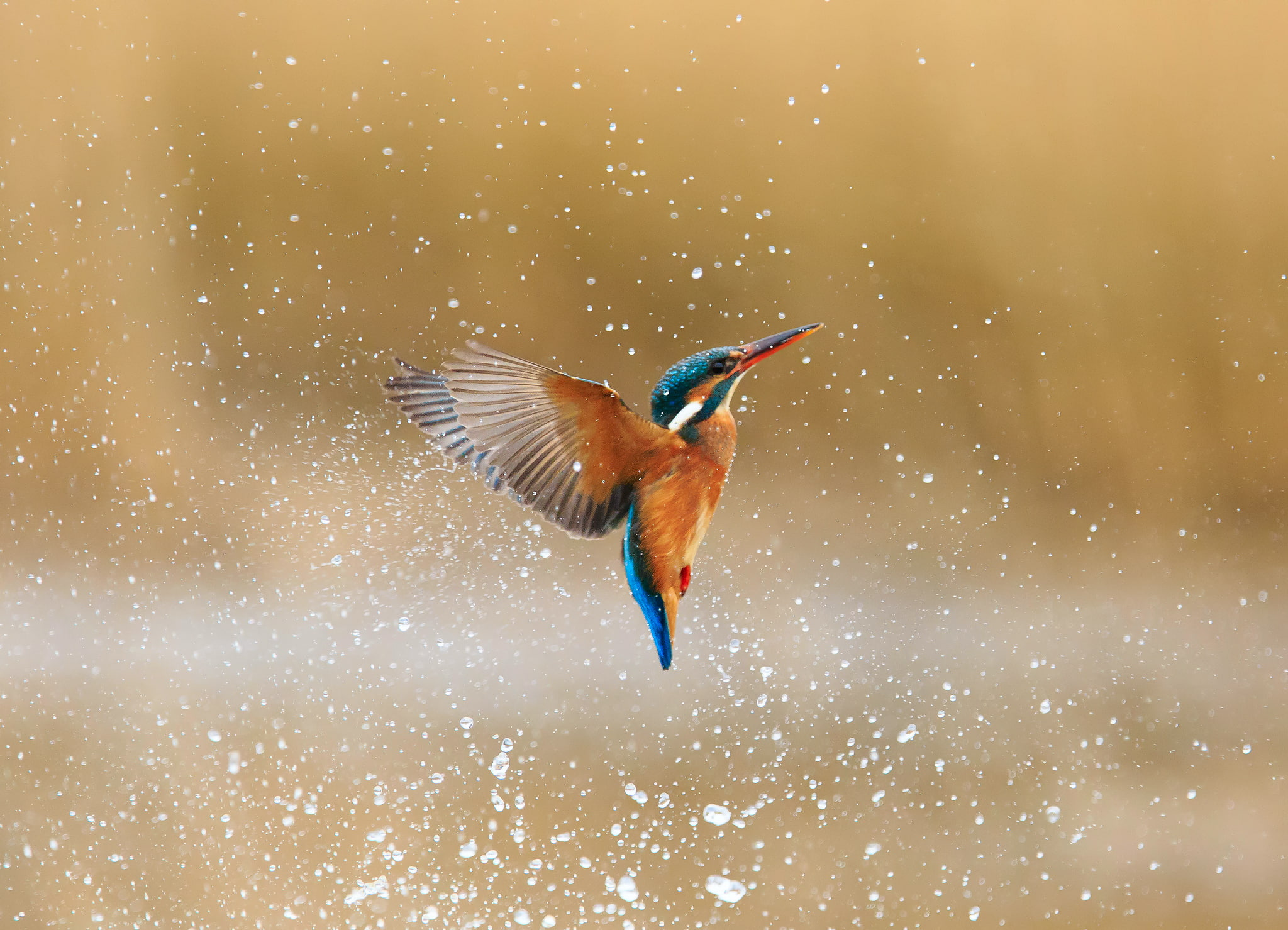 water, drops, squirt, bird, kingfisher, alcedo atthis, common Kingfisher