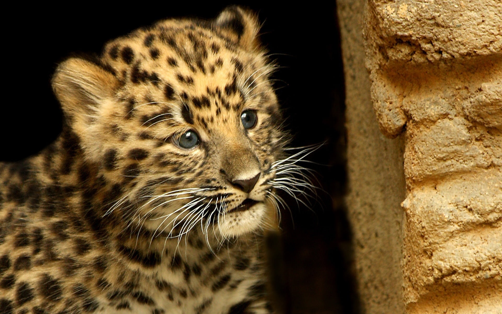 Cats, Leopard