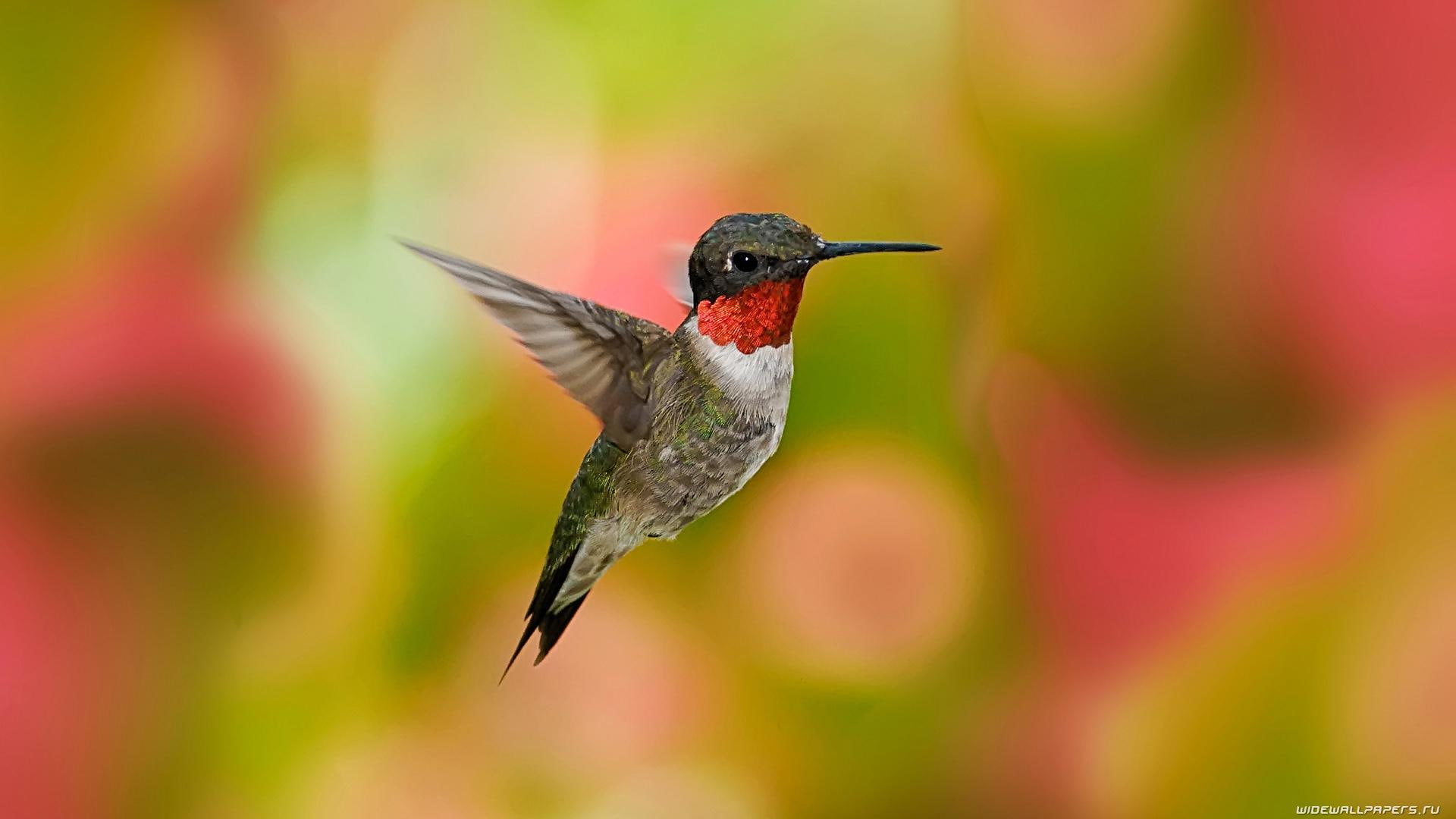 A Hummingbird, red-brown-and-black humming bird, backward, flying