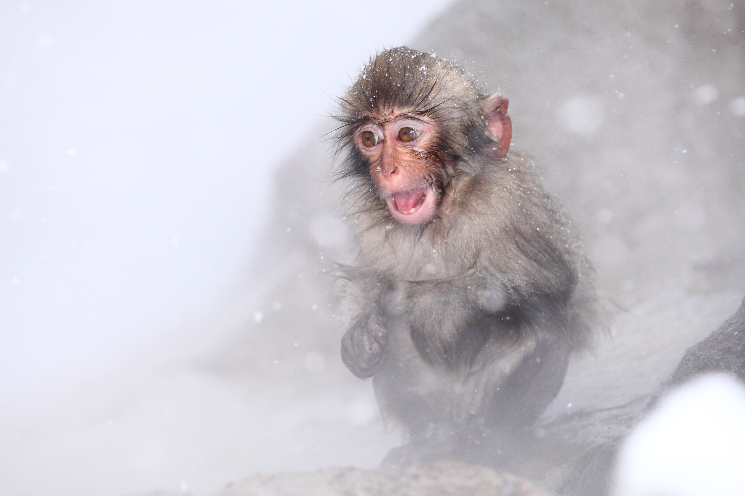 monkey