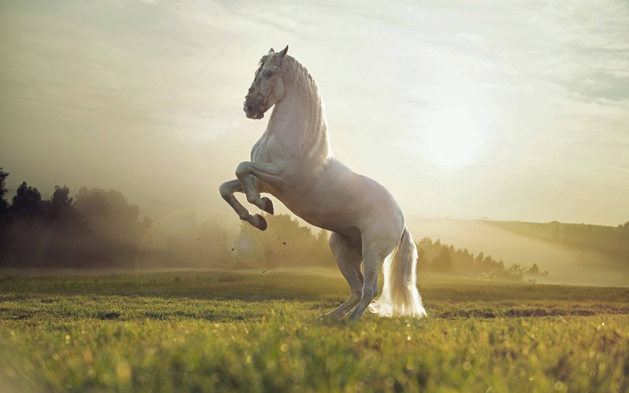 Beautiful White Horse, white horse