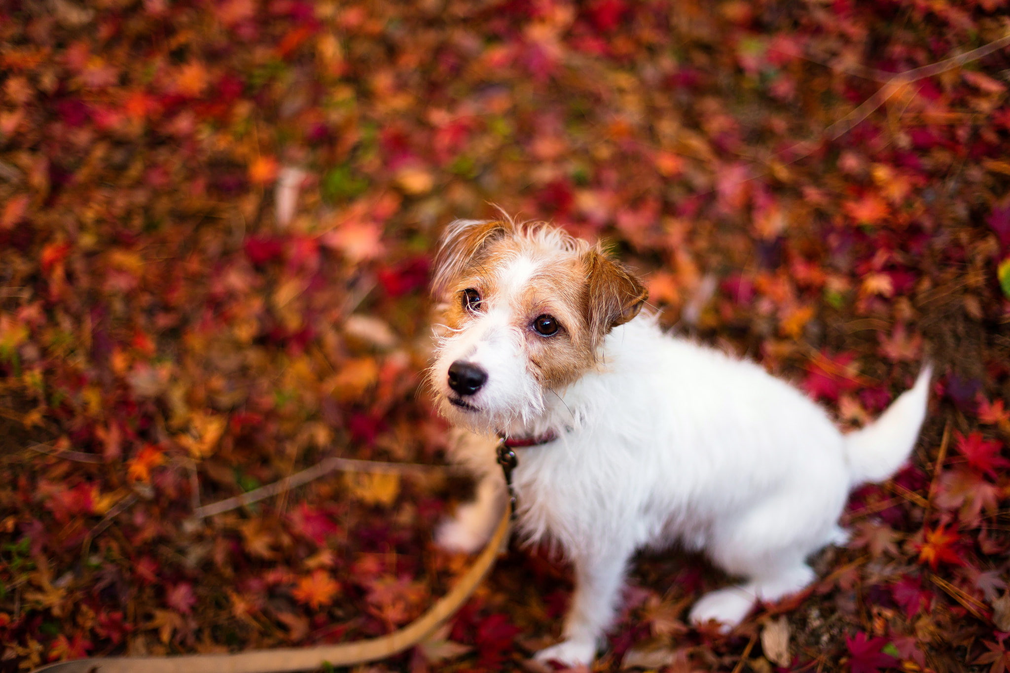 leaves, fall, animals, dog, one animal, pets, domestic, canine
