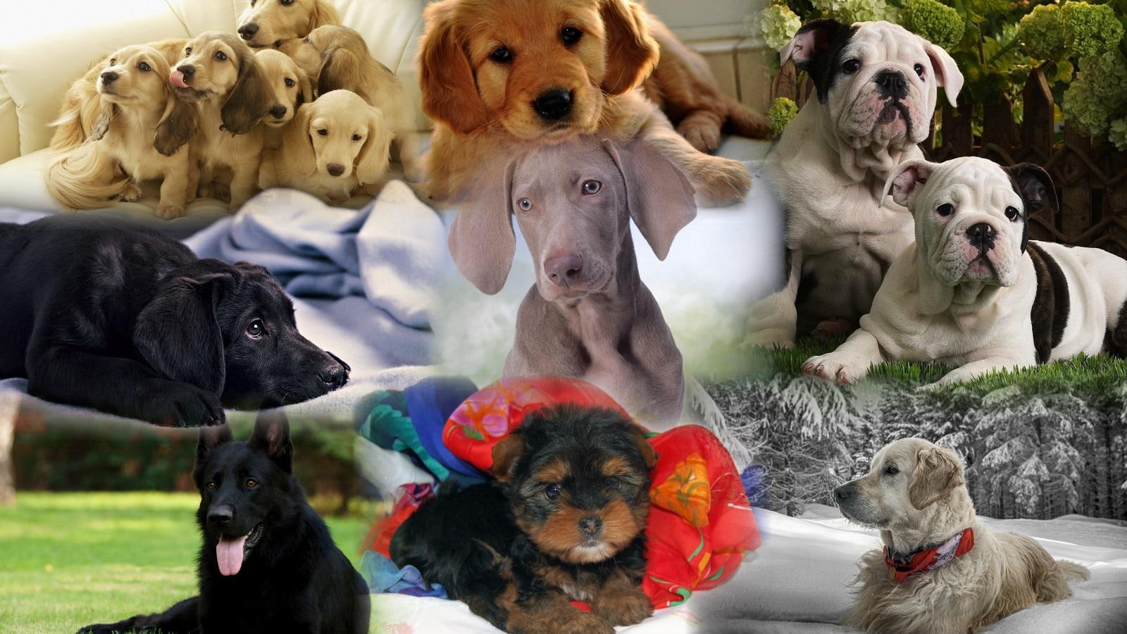 Our Best Friends, puppy litter, collage, breeds, animals, dogs