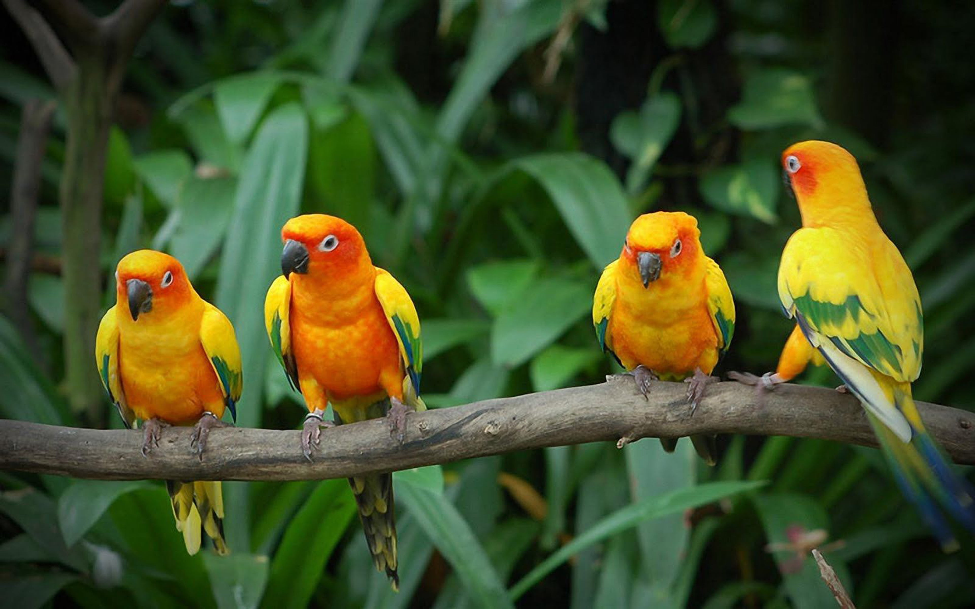 Birds Wallpaper Hd Yellow Parrots On Branch, group of animals
