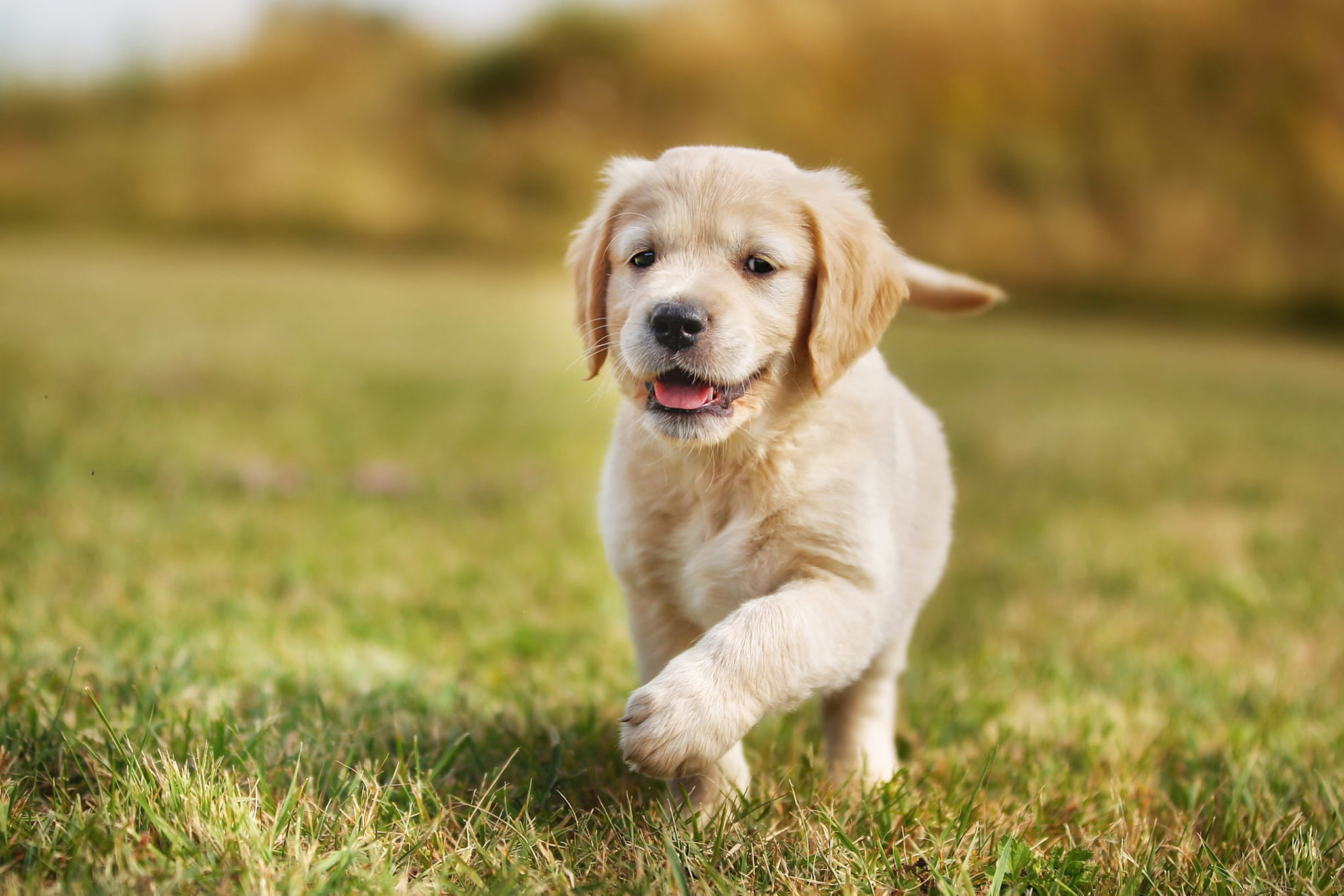 summer, grass, joy, background, glade, dog, baby, running, puppy