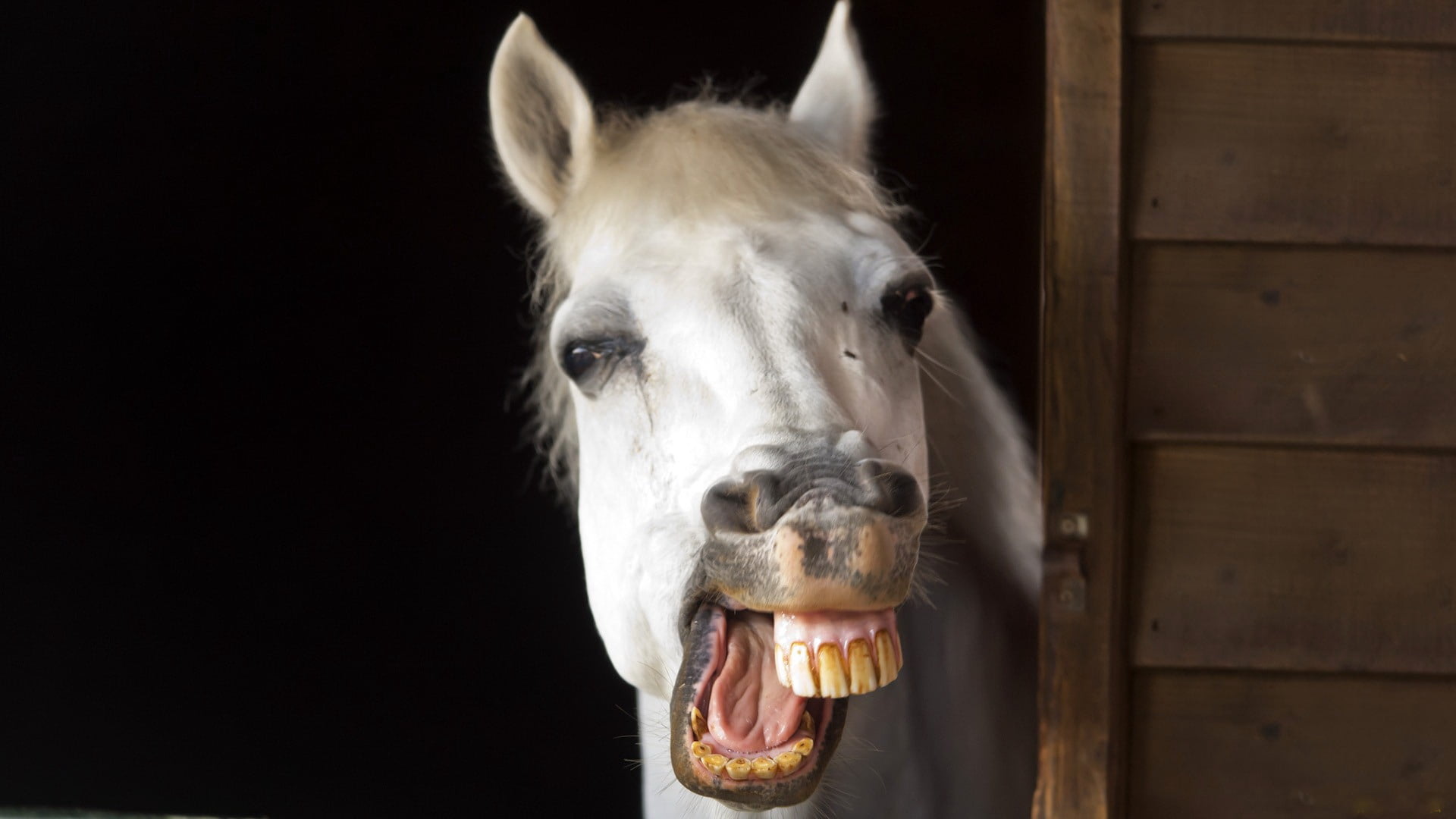 white horse, smile, teeth, jaw, mane, animal, animal Head, farm