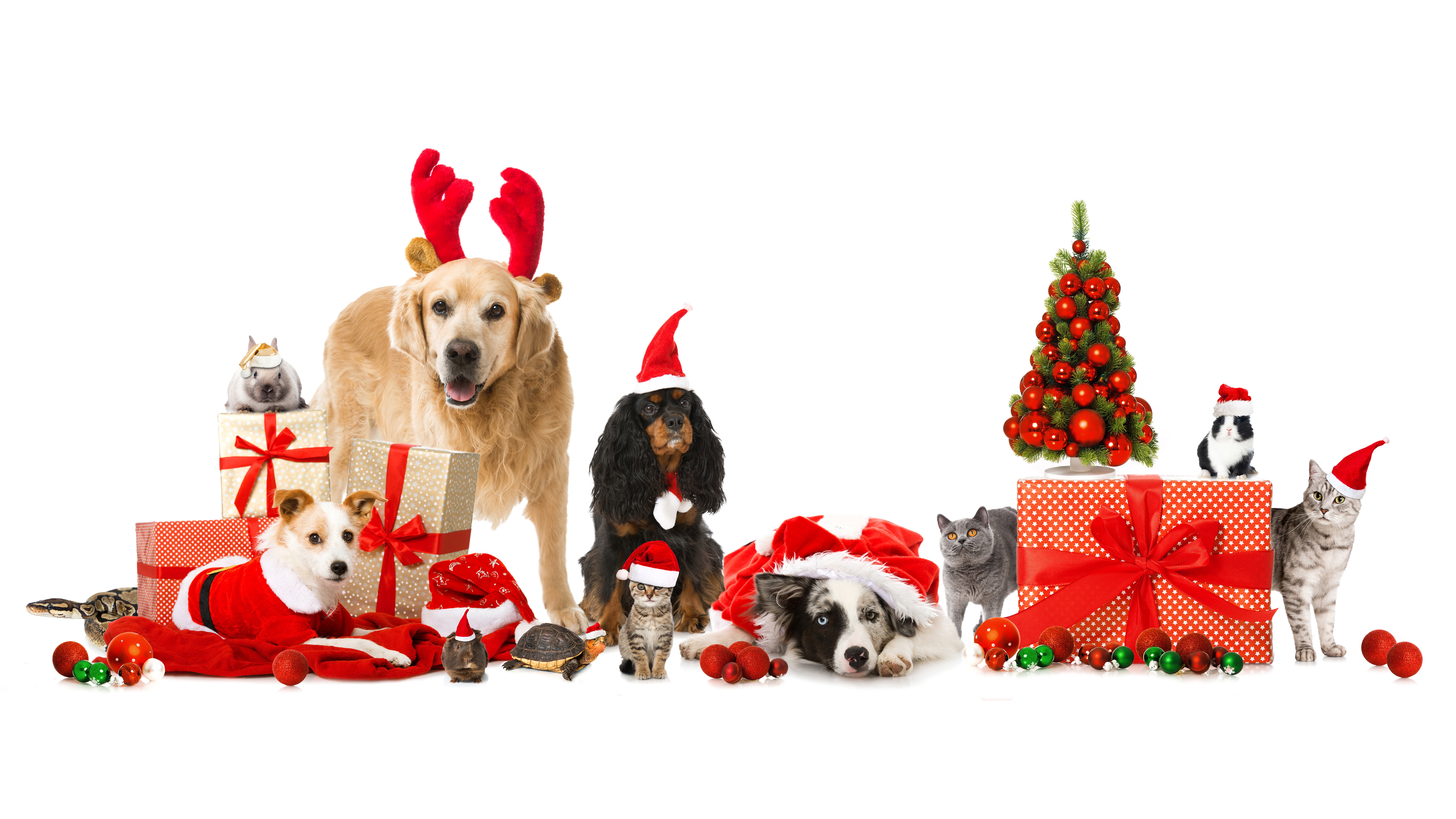 assorted Christmas gift boxes and assorted-color dogs and cats