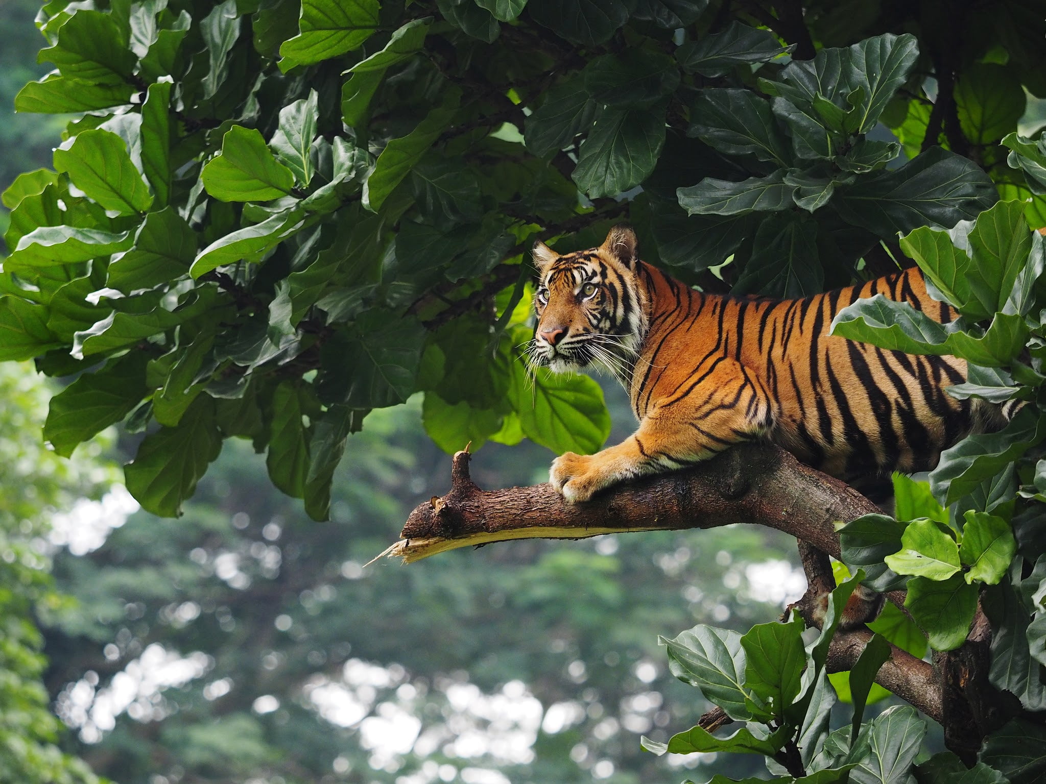 Тигр на ветке ребенок. Суматранский тигр. Тайгер тигр в джунглях. Тигр на ветке. Тигр на дереве.