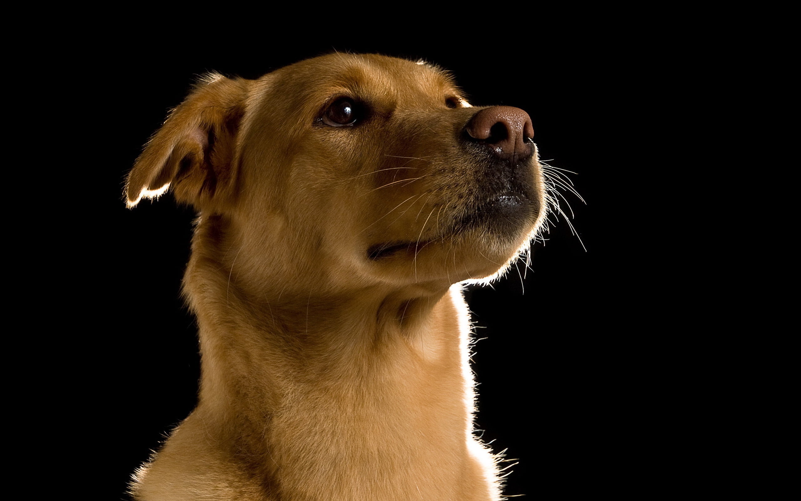 short-coated tan puppy, dog, muzzle, eyes, pets, animal, canine