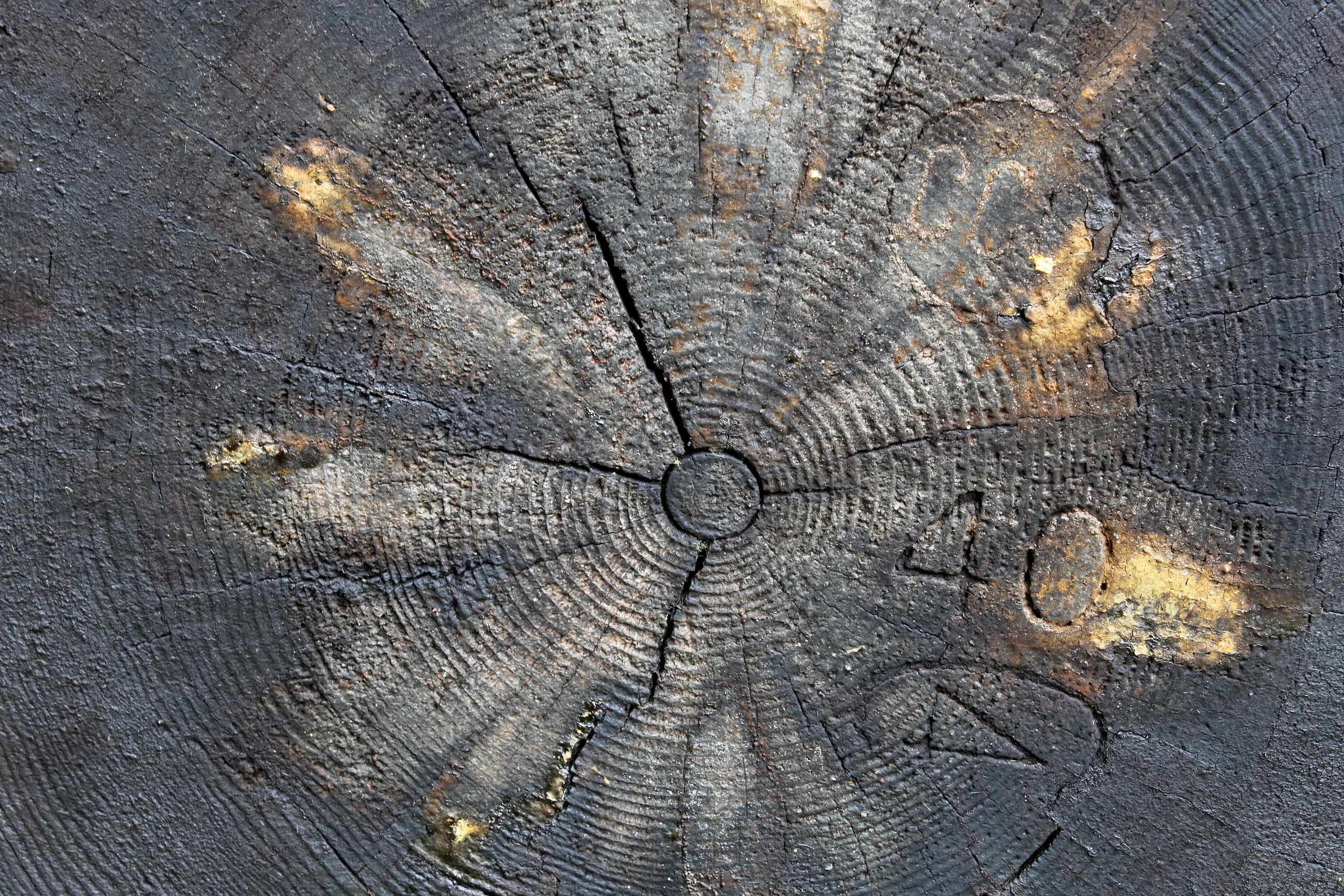 background, tree, log
