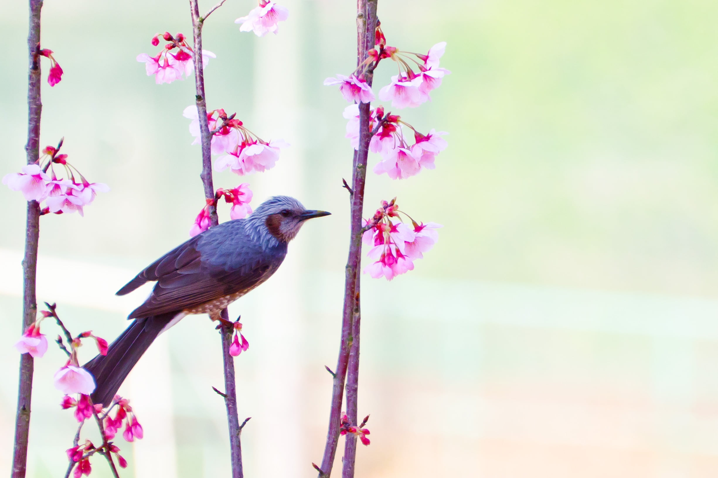 grey and white small beak bird perched on pink flower plant at daytime, brown-eared bulbul, brown-eared bulbul