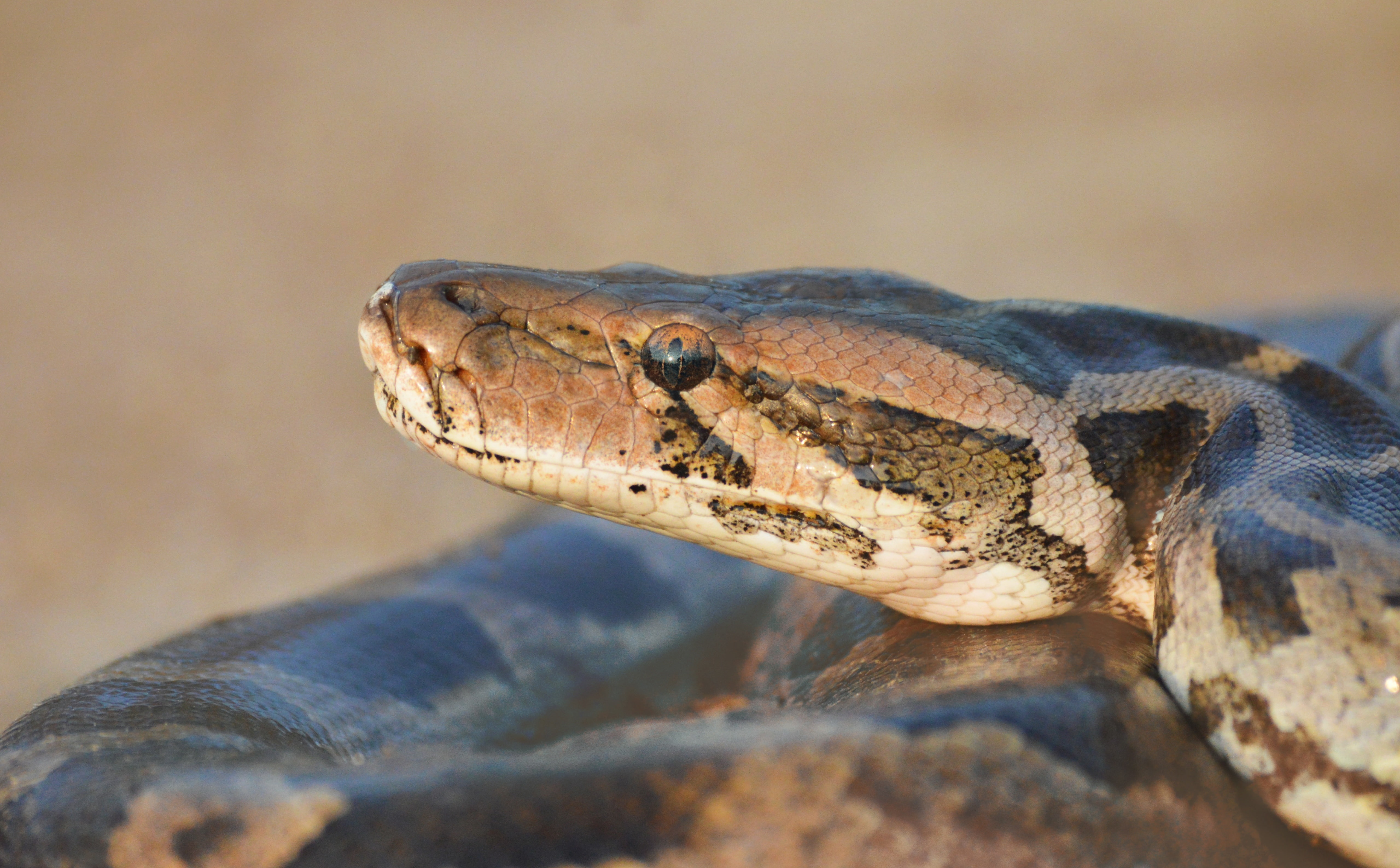 Python Snake, Animals, Reptiles and Frogs