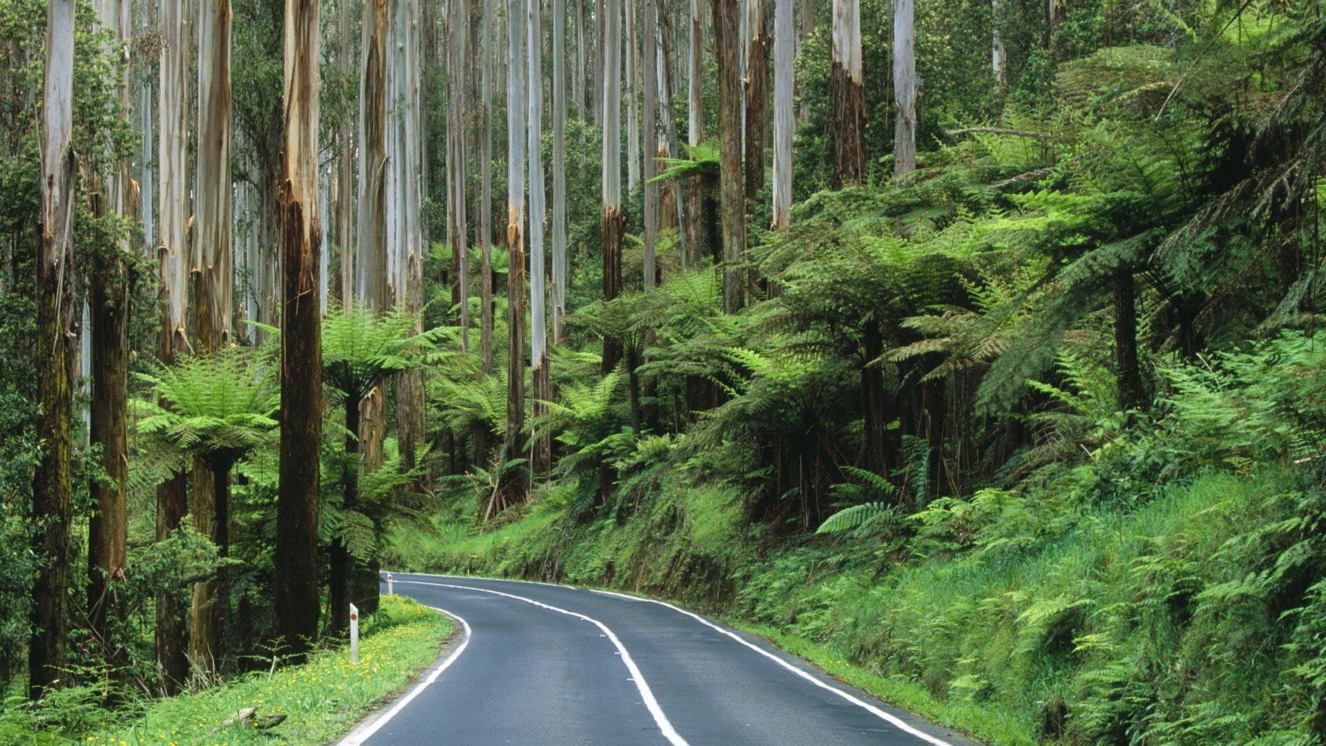 Australia, forest