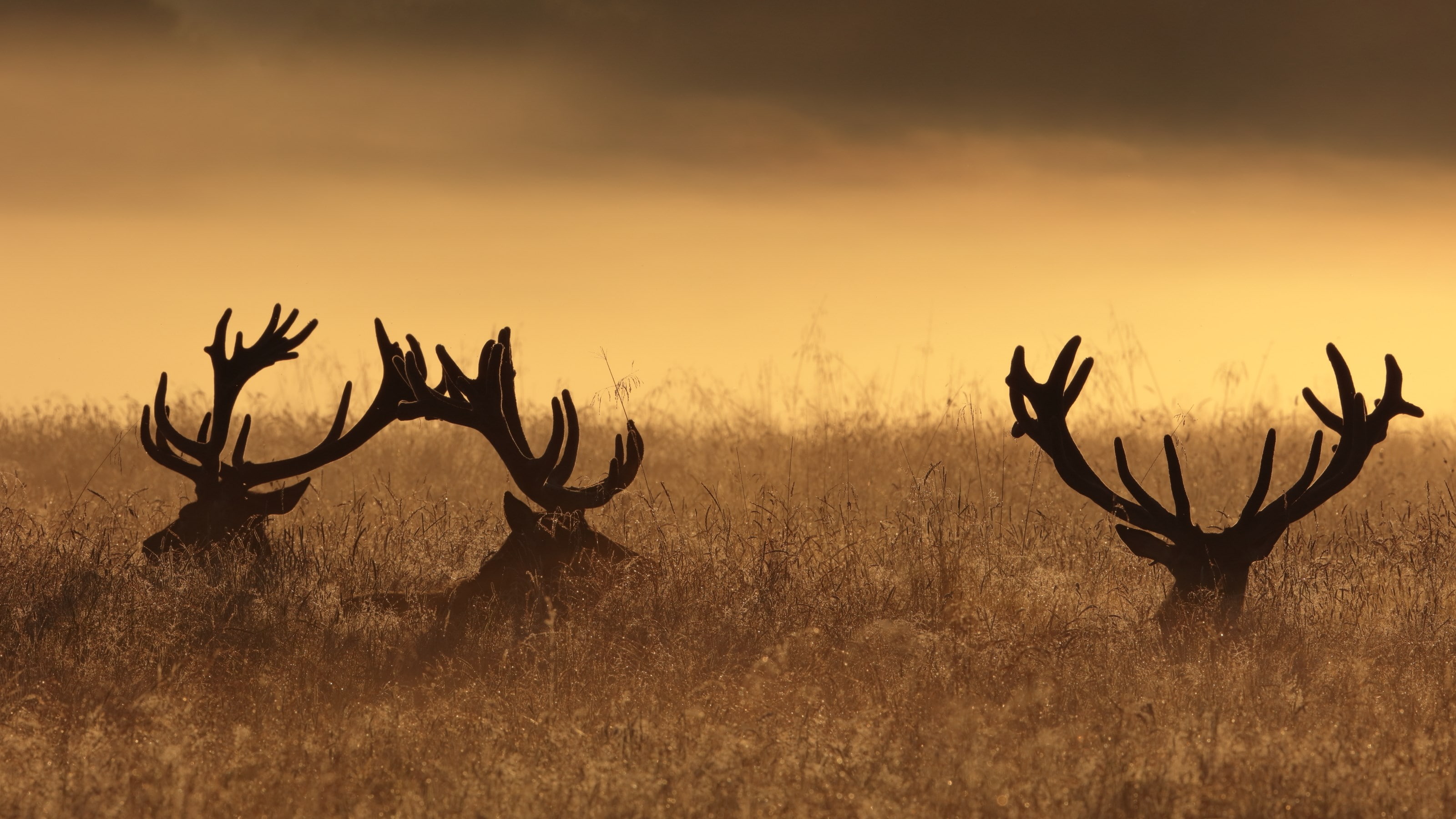 deer