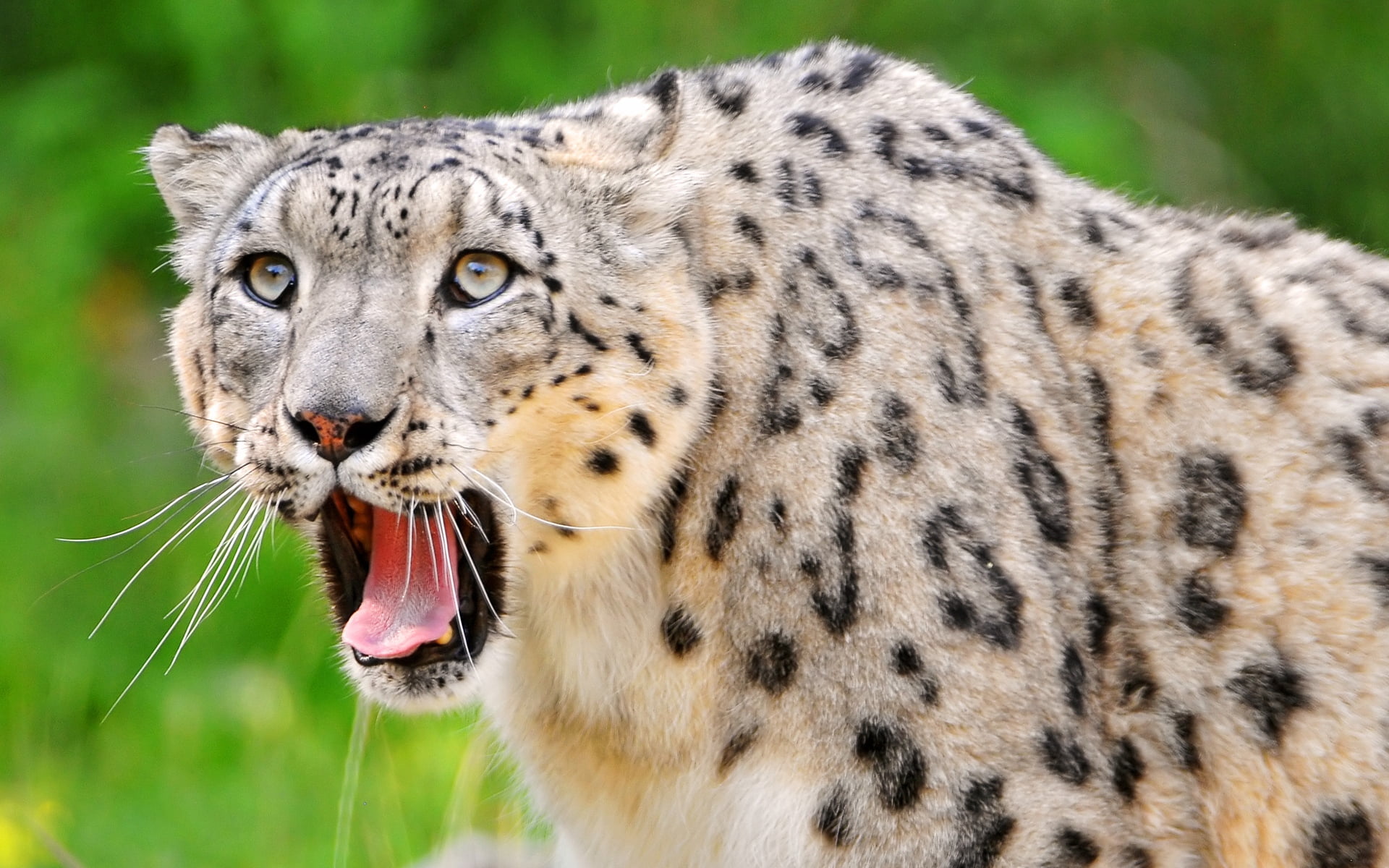 jaguar, snow leopard, teeth, open mouth, face, look, predator