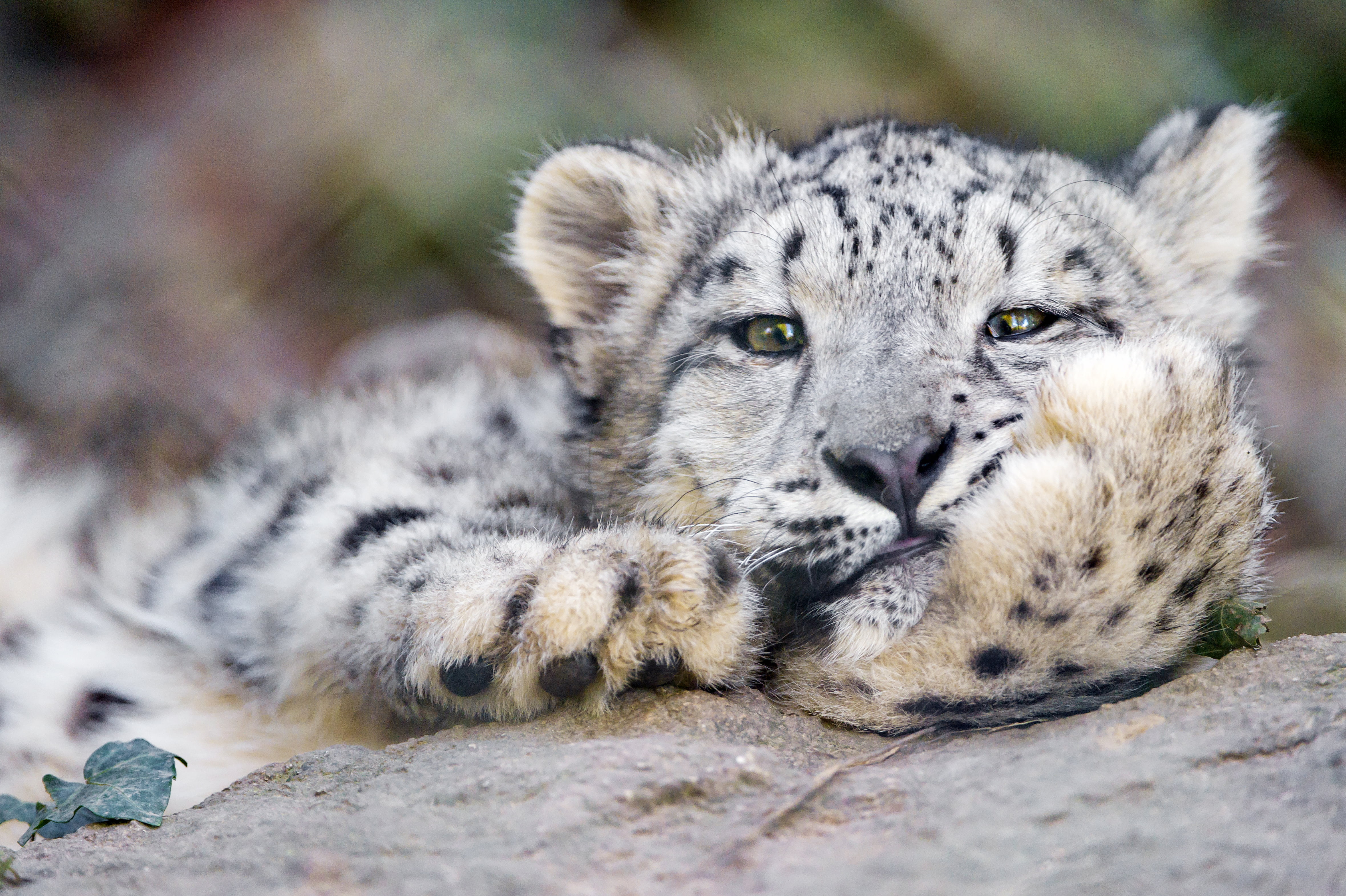 snow leopard cub, wildlife, carnivore, animal, animals In The Wild