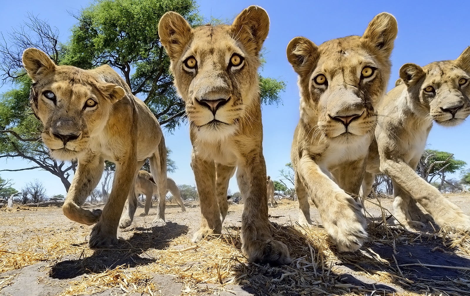 four brown cubs, lion, trees, big cats, Africa, wildlife, animals