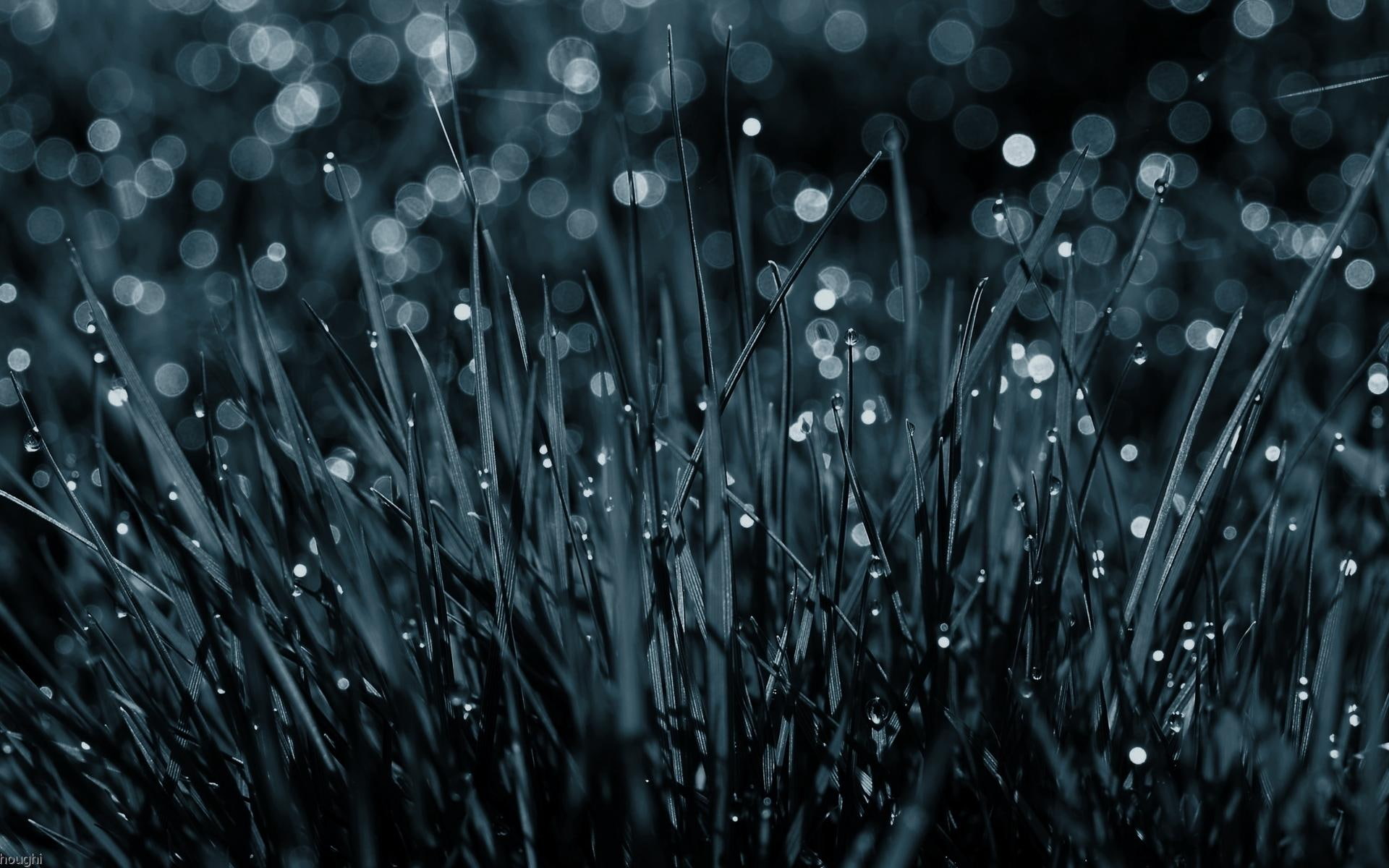 Blades Of Grass After Rain, photography, digital, nature and landscapes