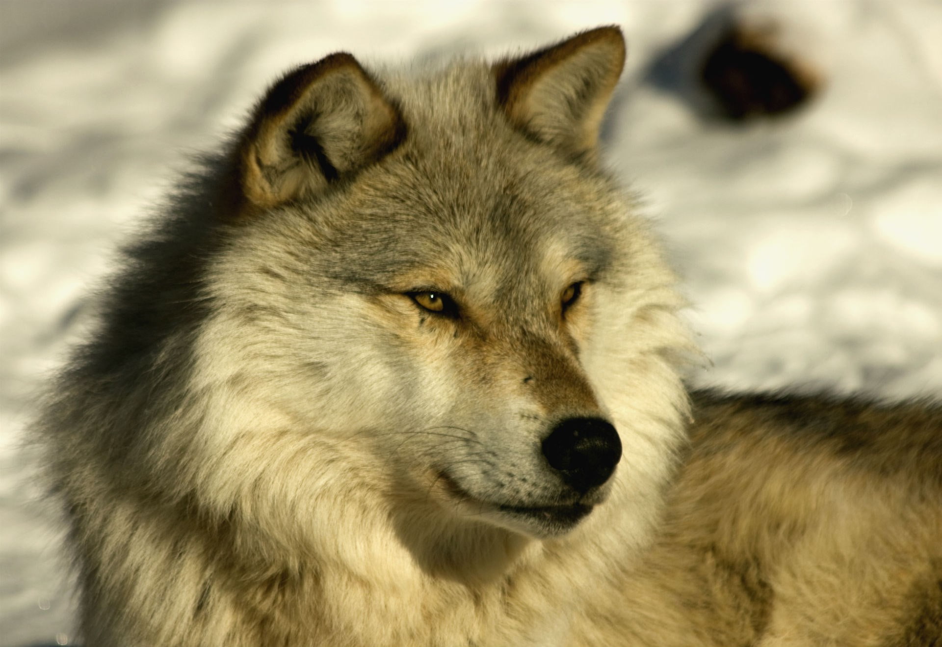wolf