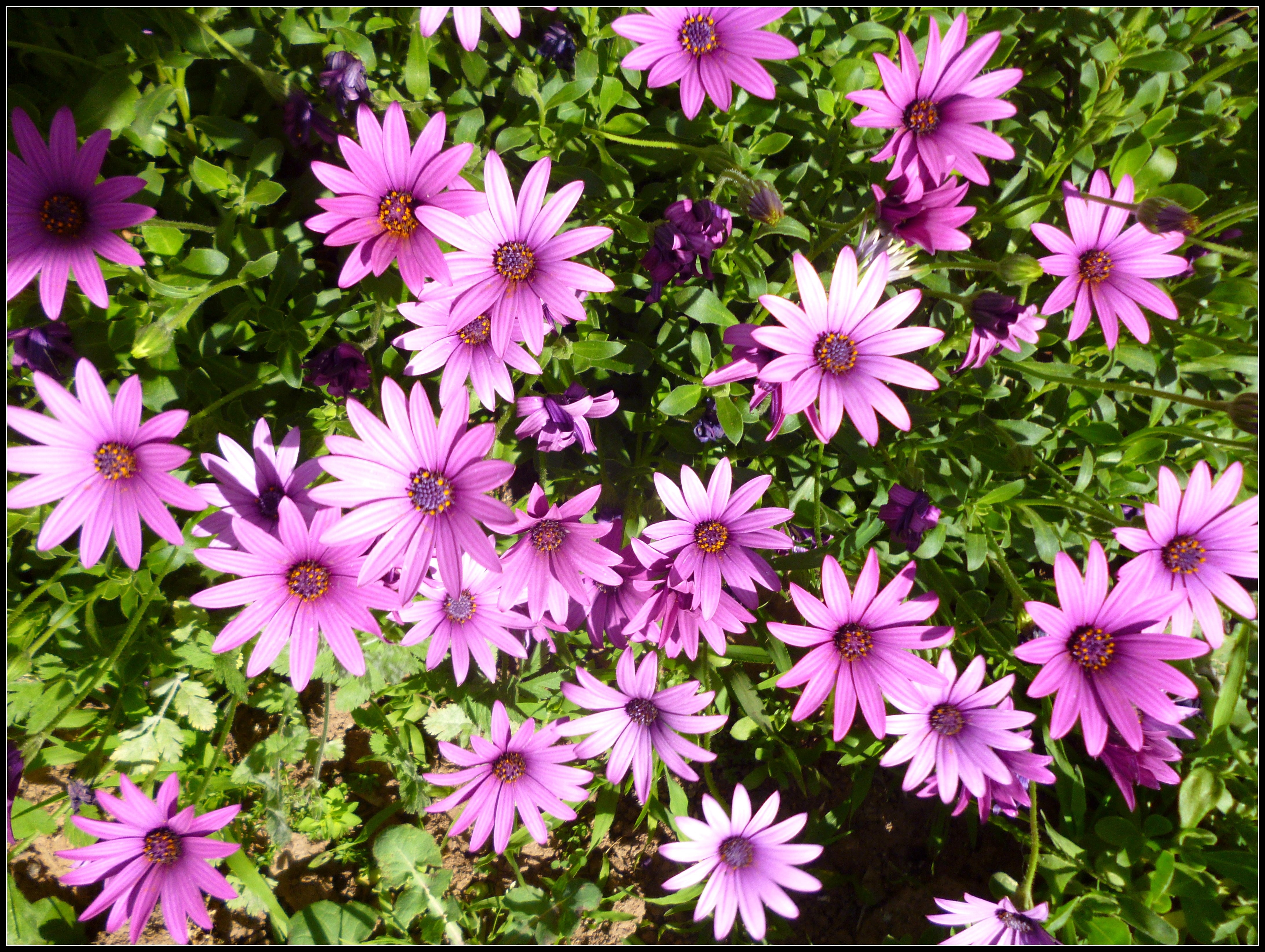 daisy