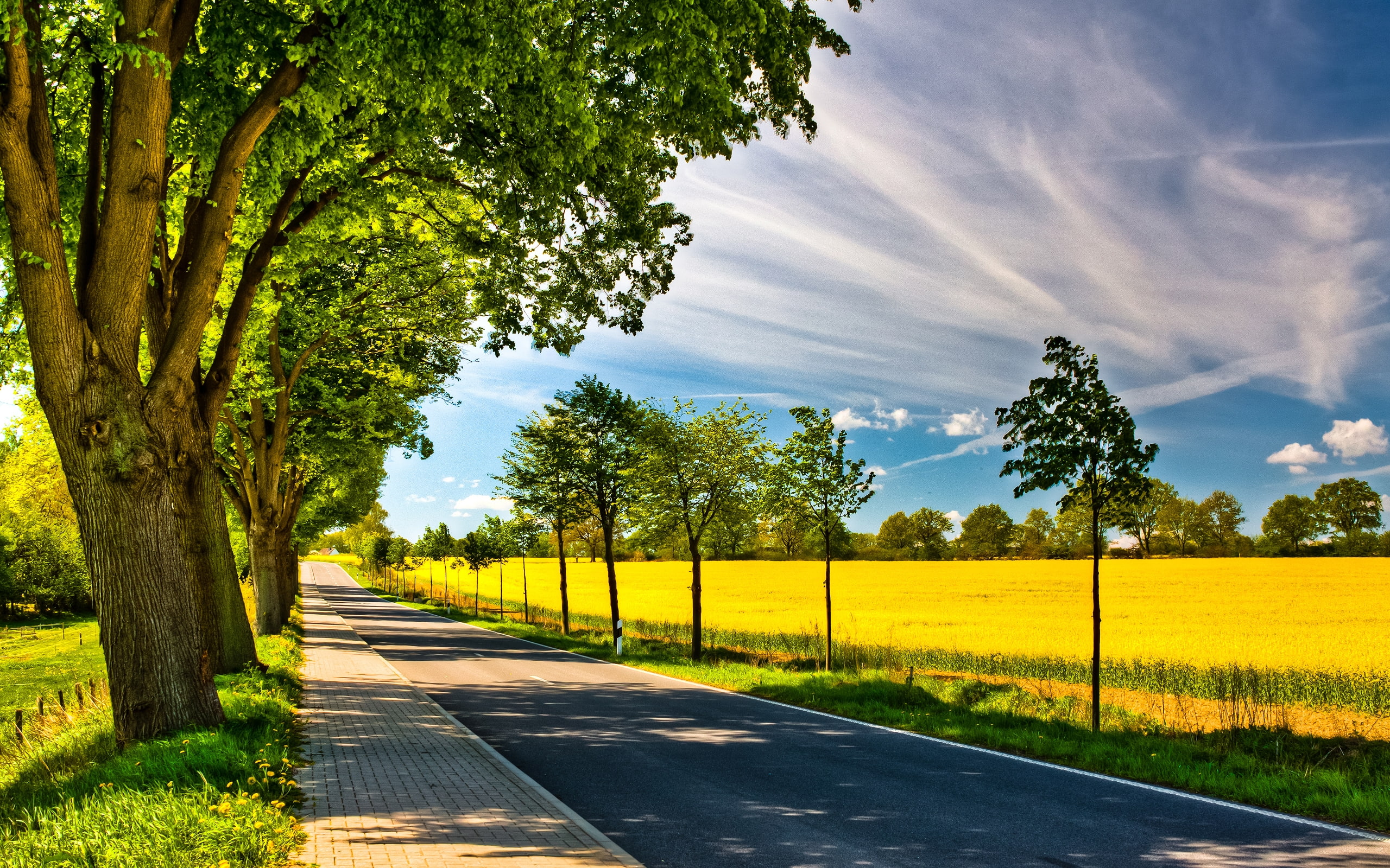 Just a Sunny Day, trees, plants, landscape, way, road