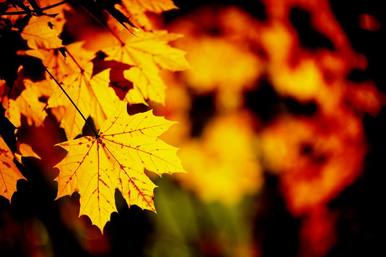 leaves, macro, nature