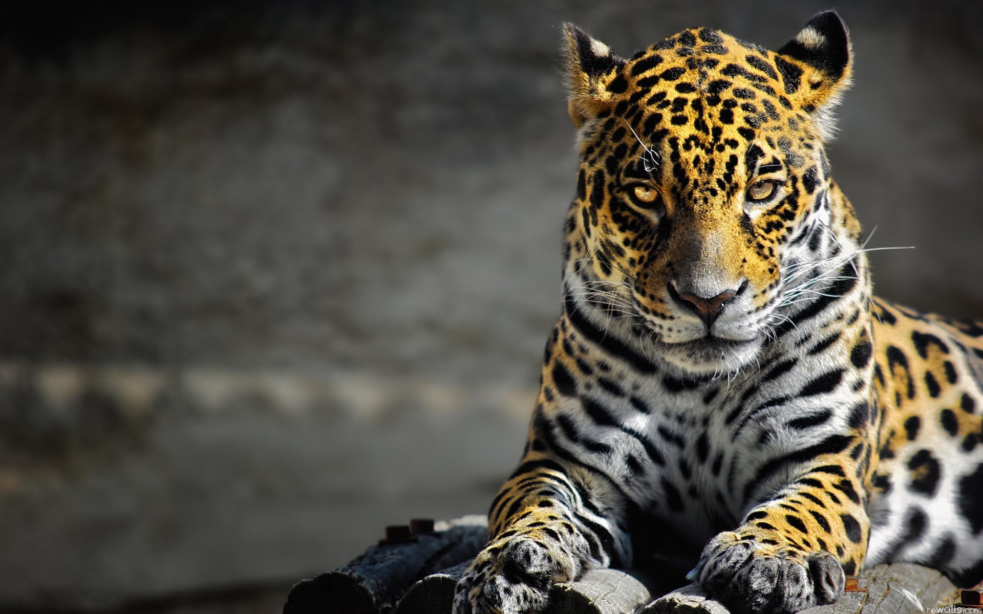 leopard