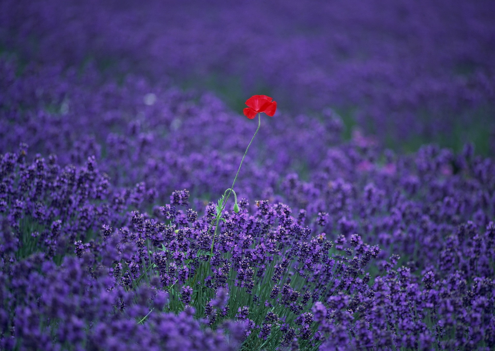 flowers, lavender, puppies, red flowers, purple flowers