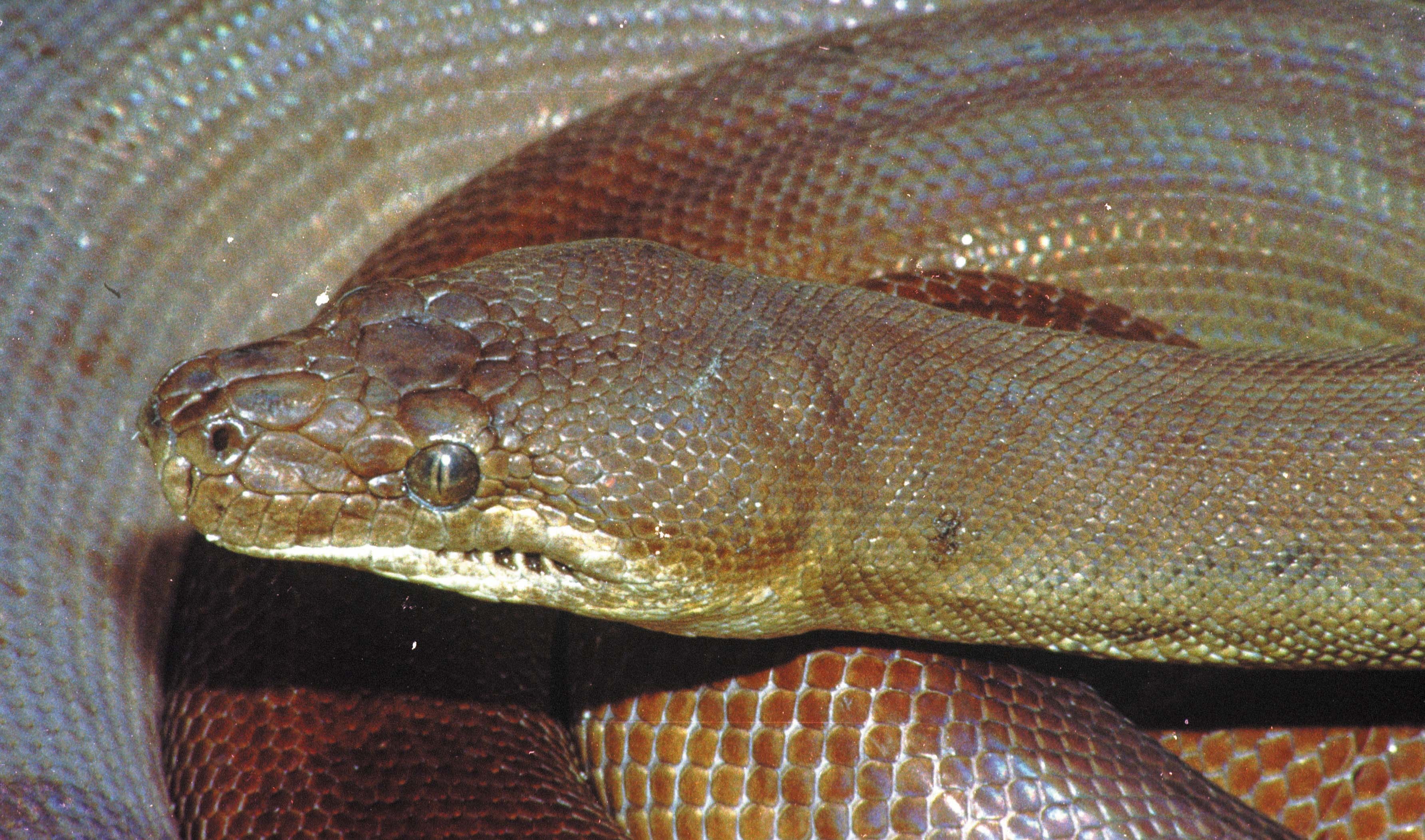 python