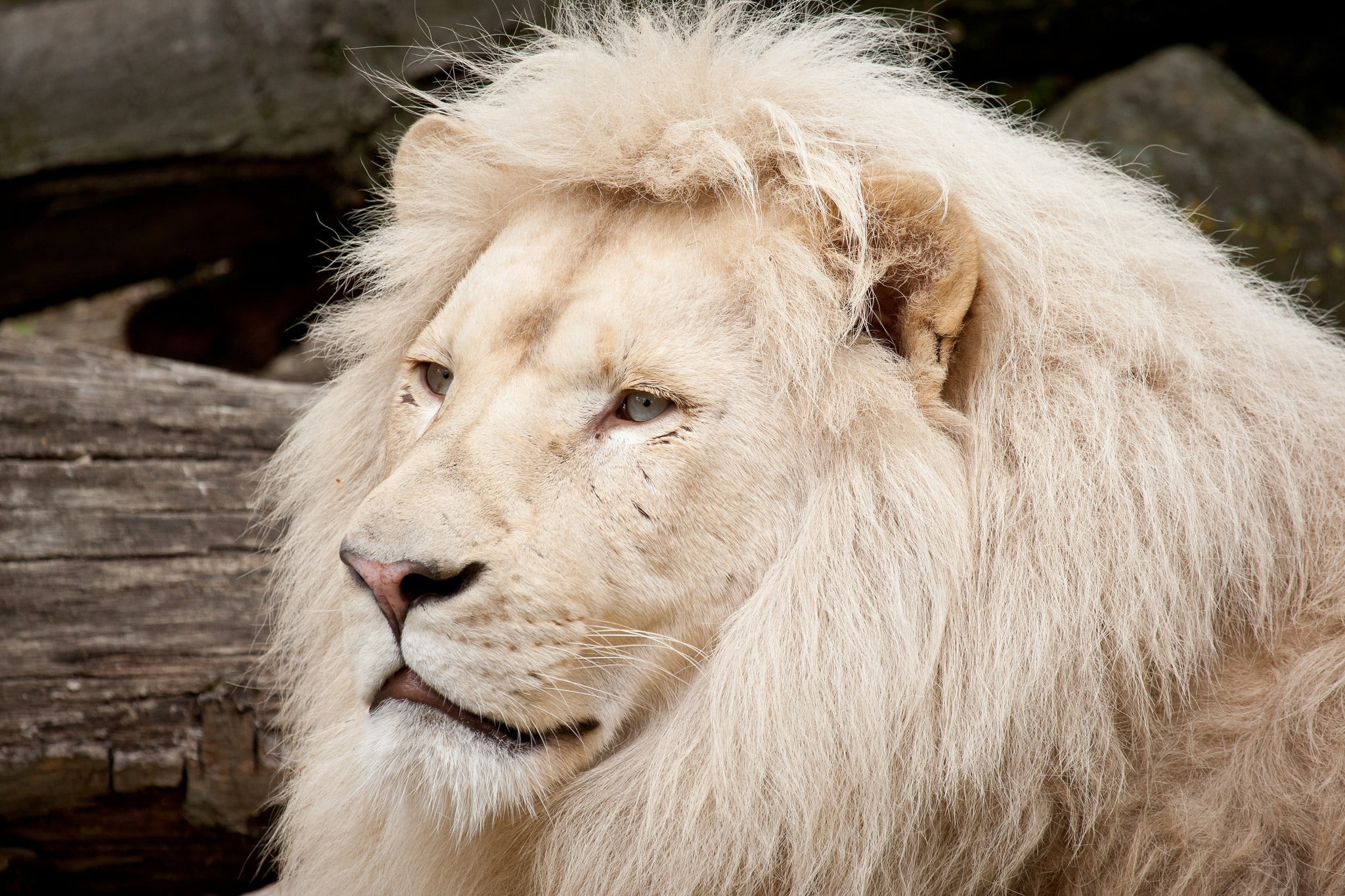 Mane wild lion, white lion, Cat, muzzle
