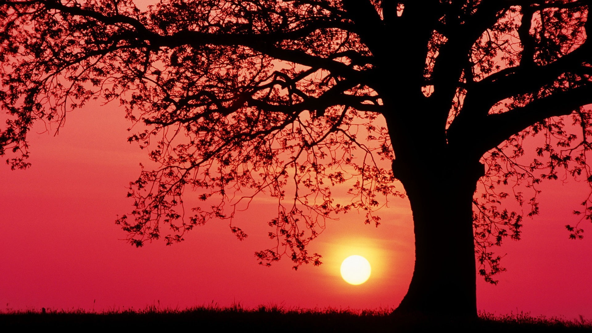 sunset, trees, grass, red sky